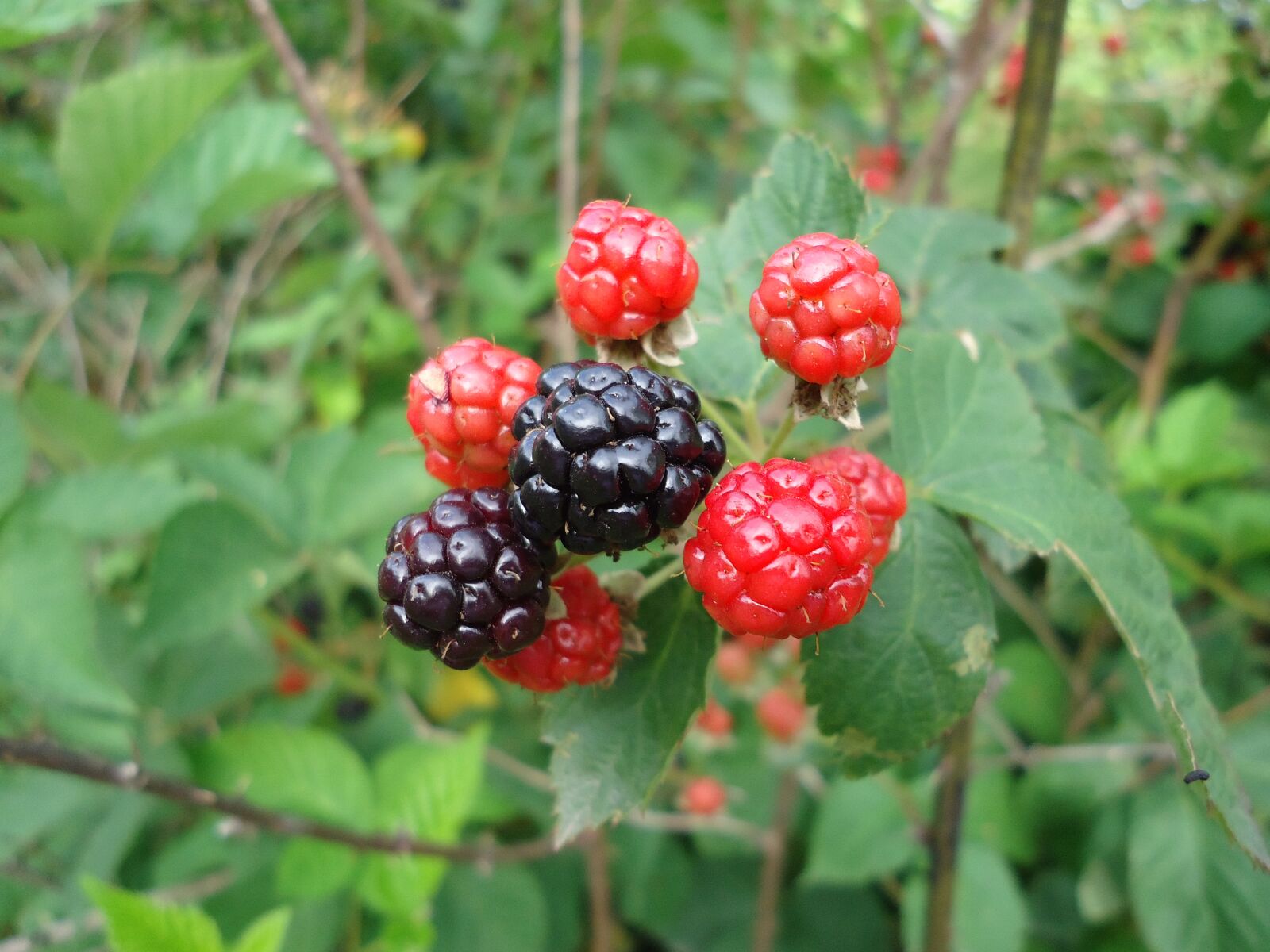 Sony Cyber-shot DSC-W610 sample photo. Blackberry, wild fruits, blackberries photography