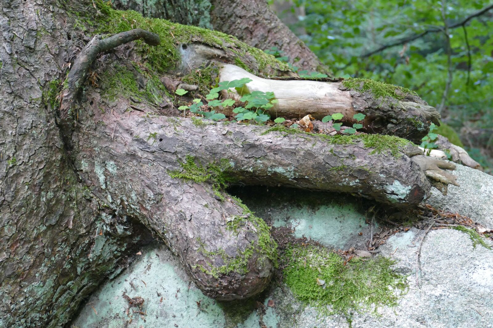 Panasonic Lumix DMC-FZ1000 sample photo. Tree, forest, strange photography