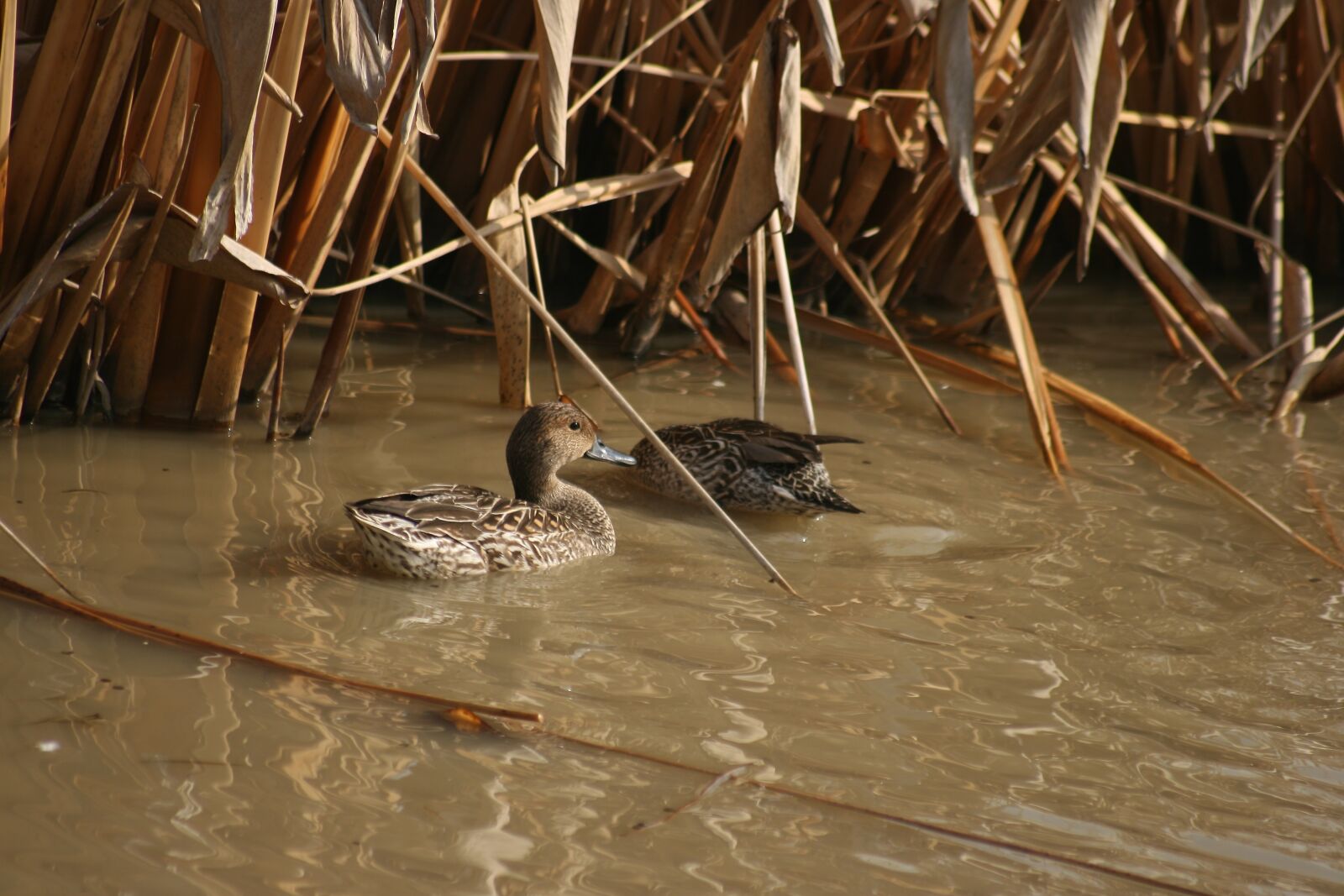 Canon EOS 400D (EOS Digital Rebel XTi / EOS Kiss Digital X) sample photo. Duck, teal, mallard photography