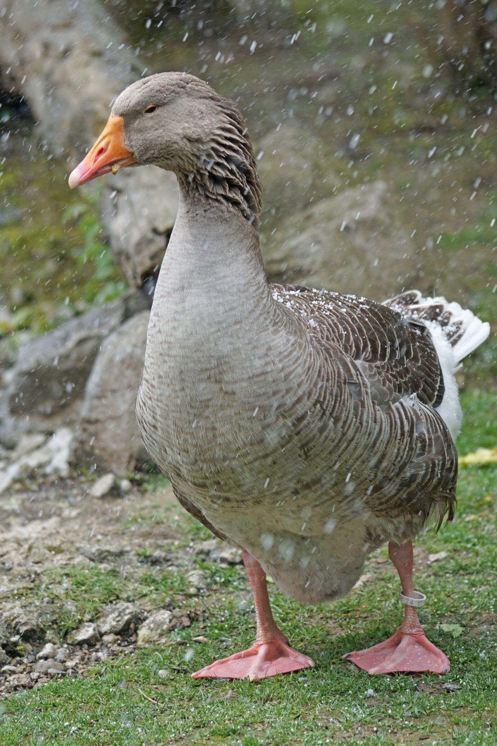 Sony 70-400mm F4-5.6 G SSM sample photo. Pomeranian goose, r genergans photography