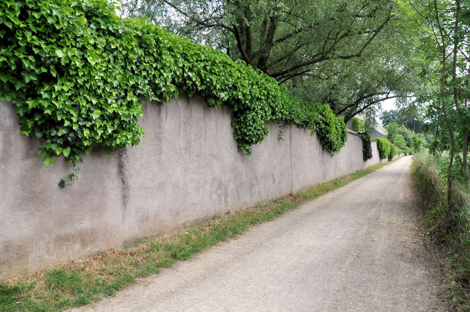 Nikon D5000 sample photo. Ivy, away, nature photography