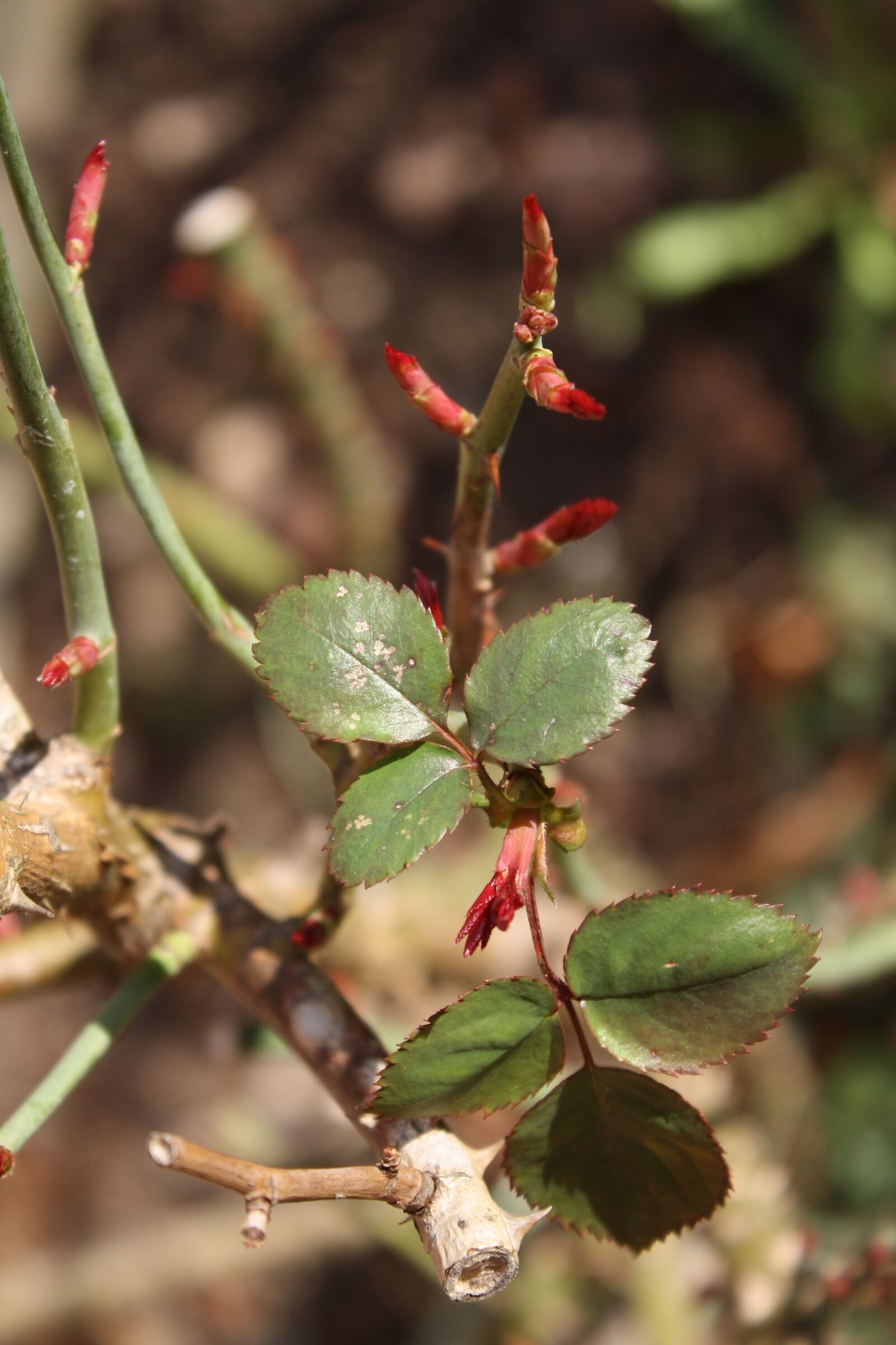 Canon EOS 1000D (EOS Digital Rebel XS / EOS Kiss F) sample photo. Spring, roses, bud photography
