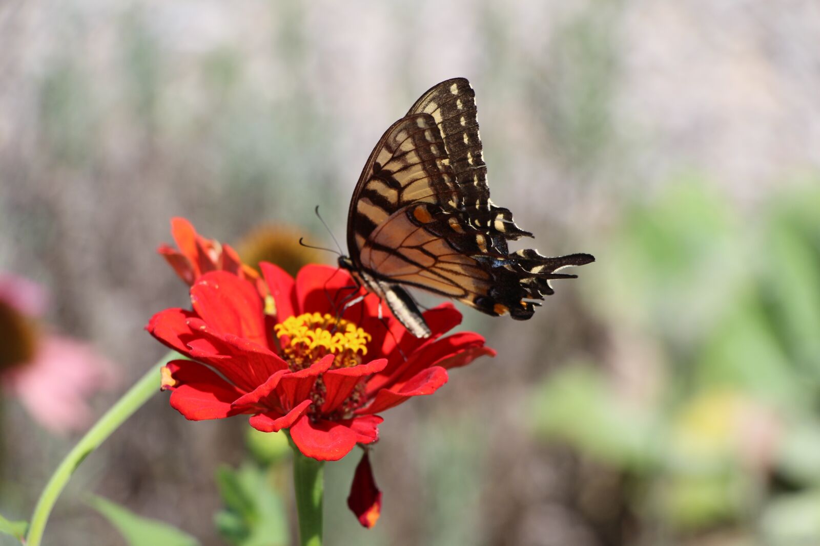 Canon EOS 700D (EOS Rebel T5i / EOS Kiss X7i) sample photo. Butterfly, flower, animal photography