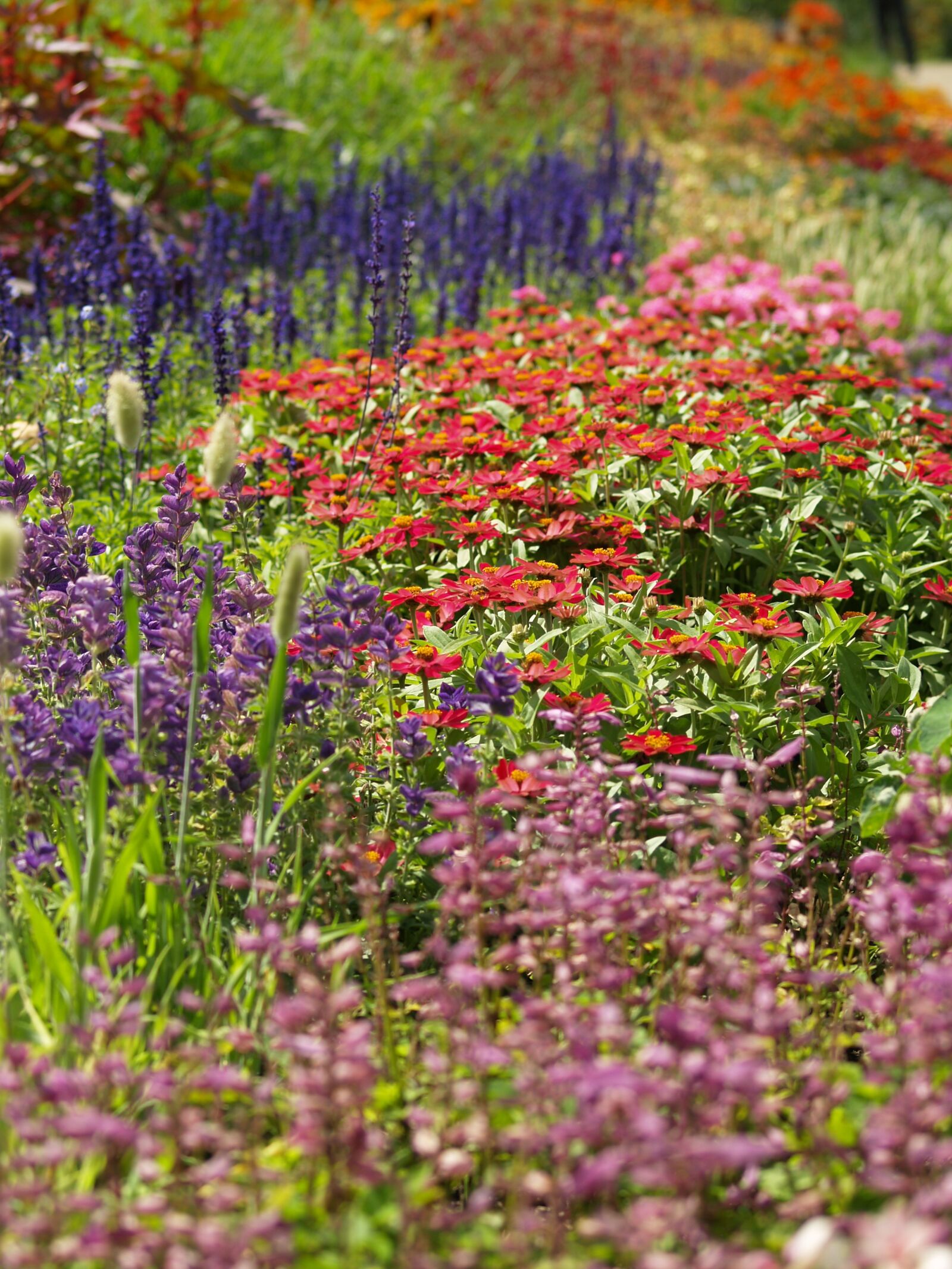 Olympus E-500 (EVOLT E-500) sample photo. Garden, blossoming, colored photography