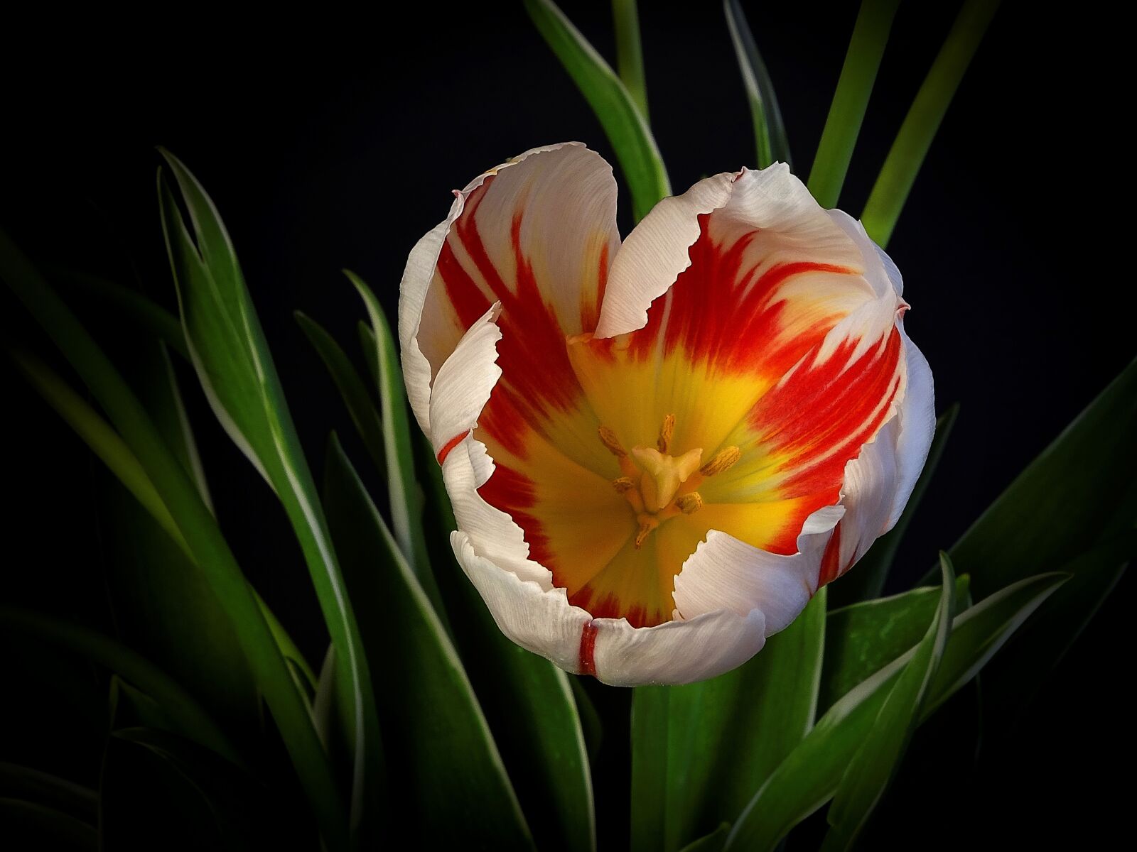 Sony Cyber-shot DSC-HX400V sample photo. Nature, flowers, flower photography