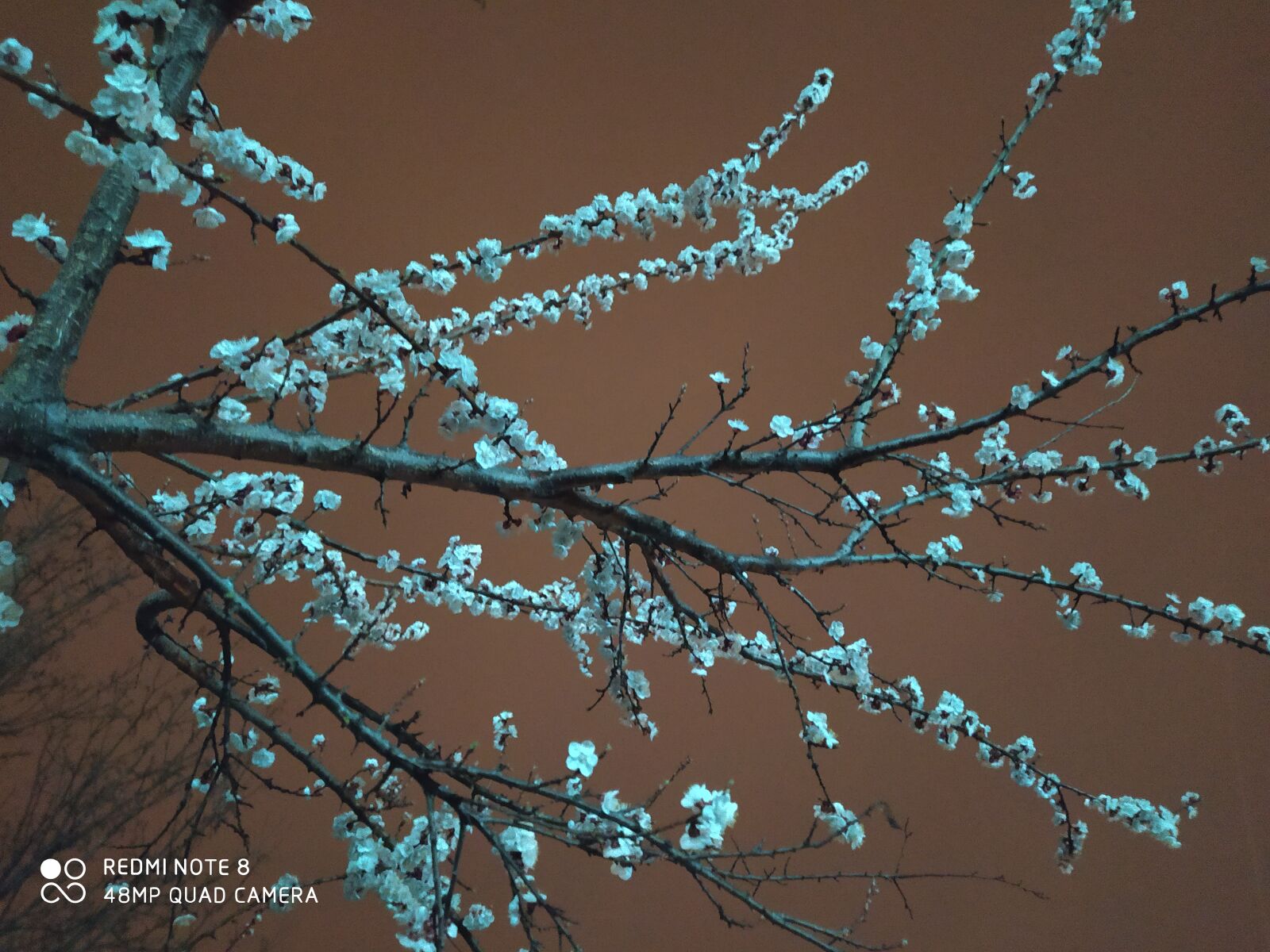 Xiaomi Redmi Note 8 sample photo. Spring, flower, cleaning photography