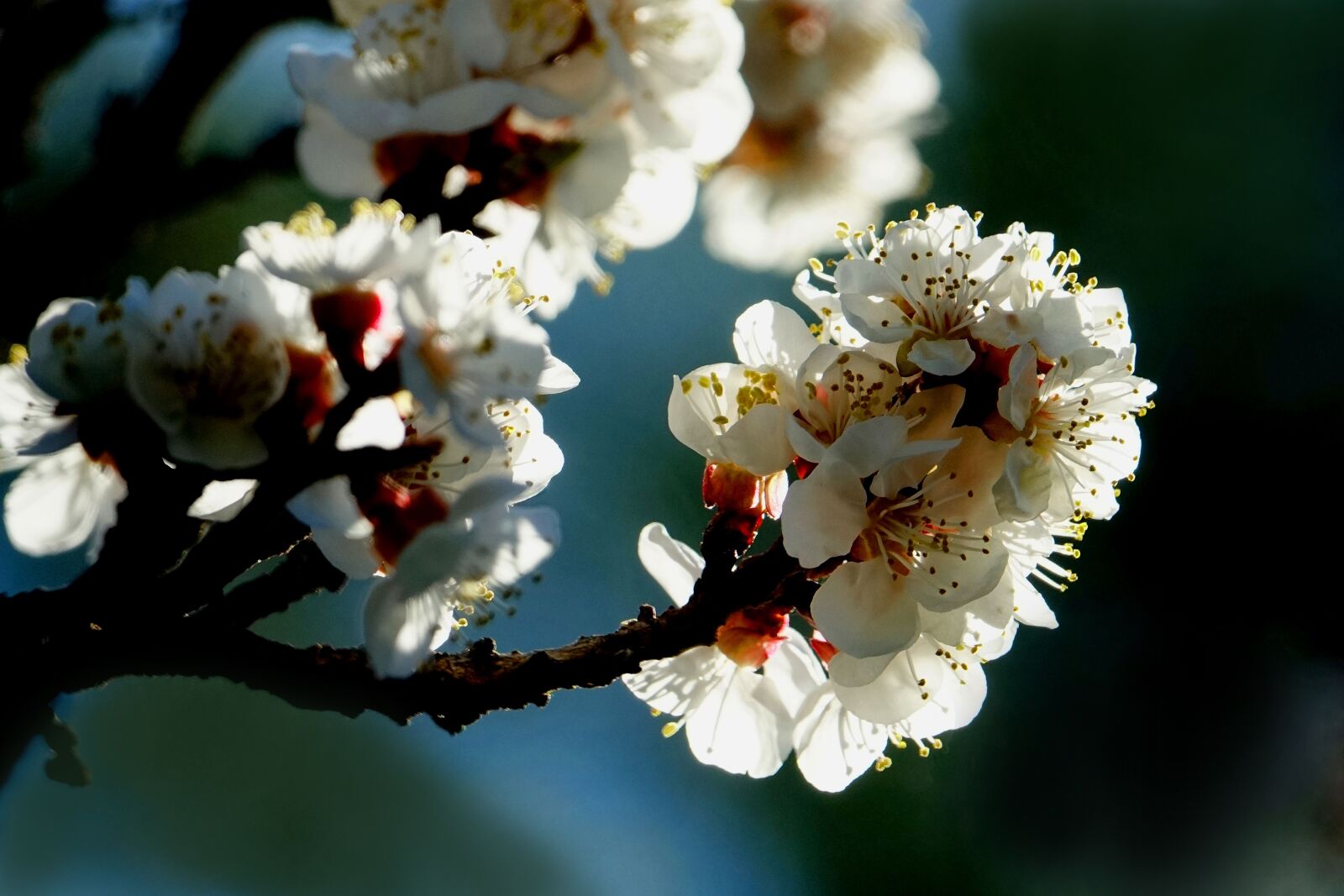 Sony Cyber-shot DSC-RX10 III sample photo. Blossom, fruit tree, spring photography