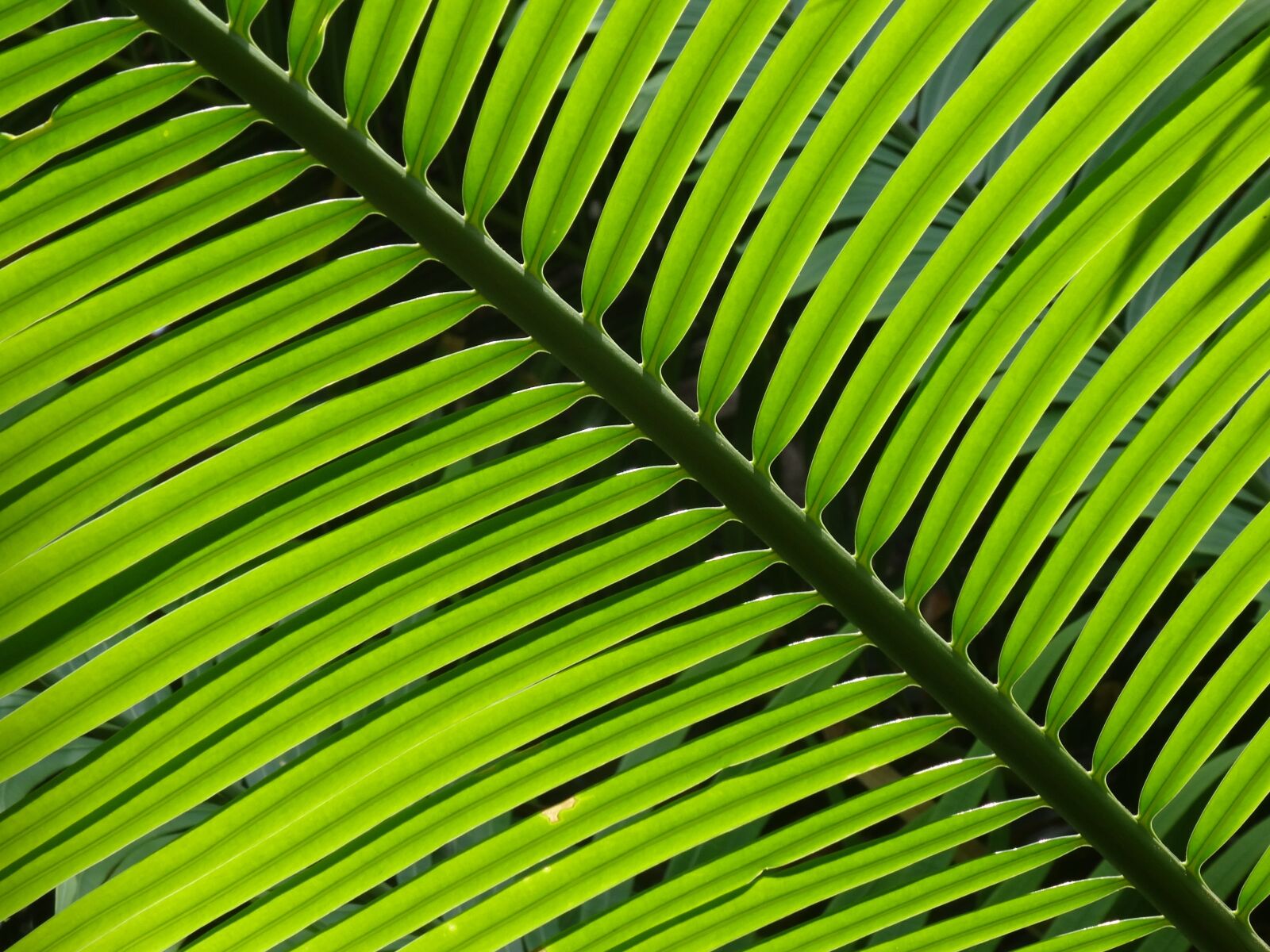 Sony DSC-HX50 sample photo. Foliage, green, palm leaves photography