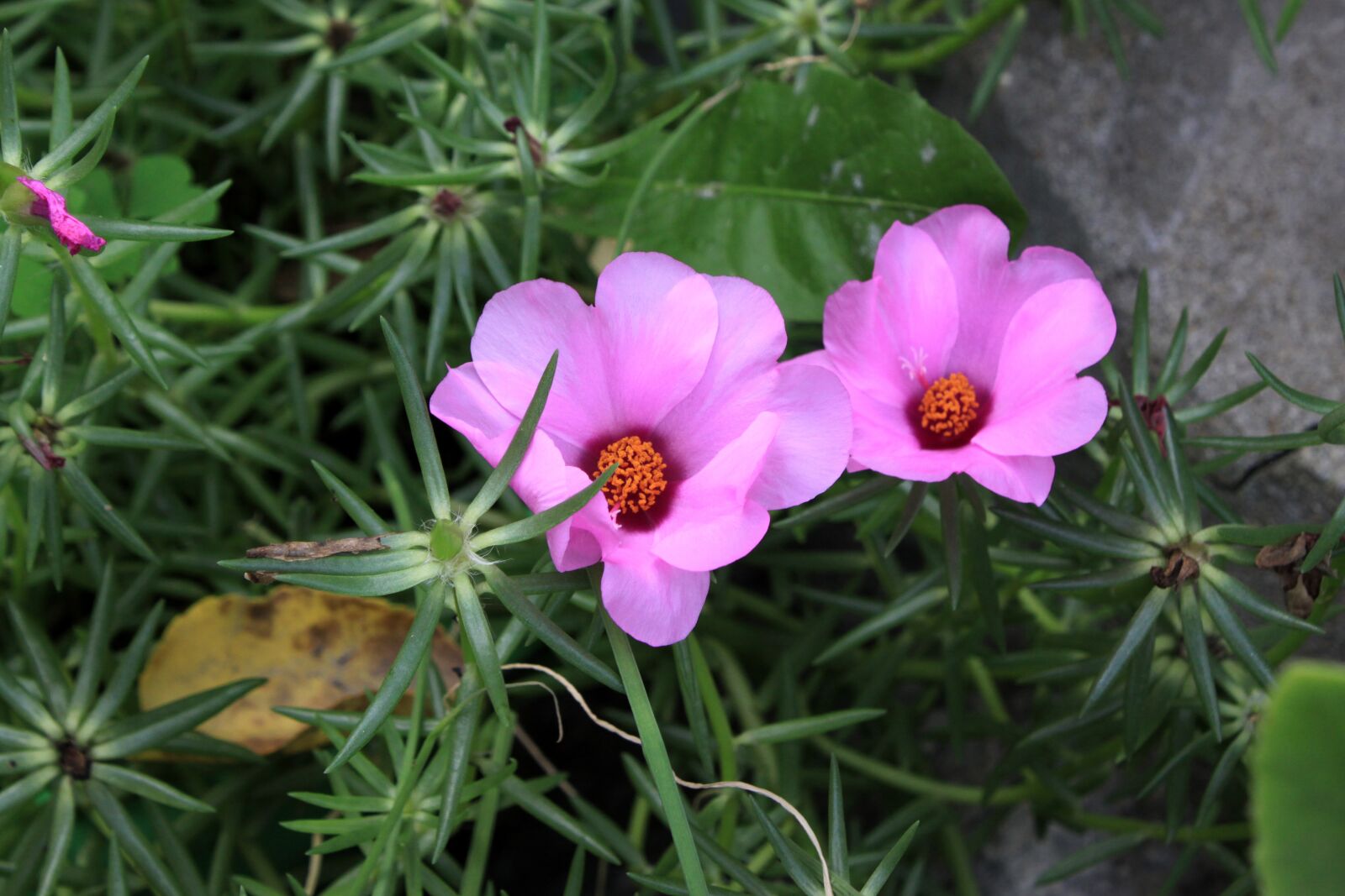 Canon EOS 50D sample photo. Pink flower, summer, flowers photography