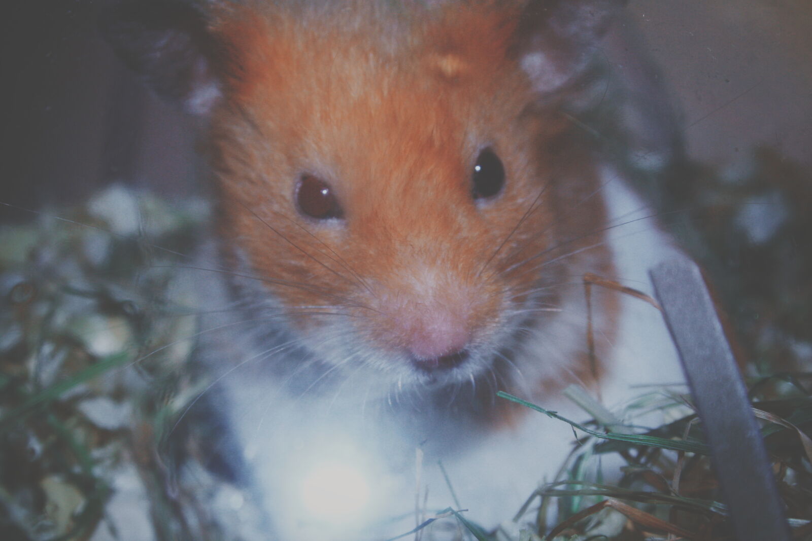 Canon EOS 1000D (EOS Digital Rebel XS / EOS Kiss F) sample photo. Hamster, night, rodent photography