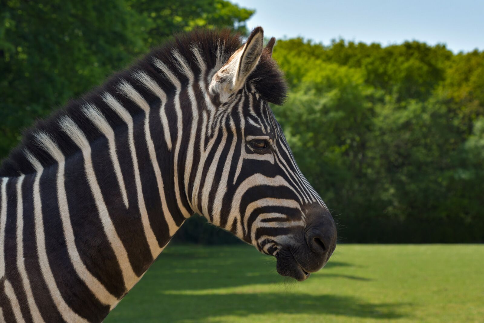 Nikon D500 sample photo. Zebra, portrait, profile photography