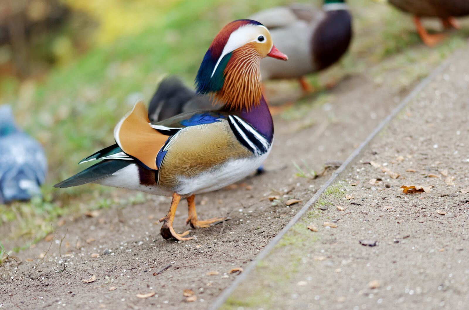 Nikon D5100 sample photo. The duck, mandarin, birds photography