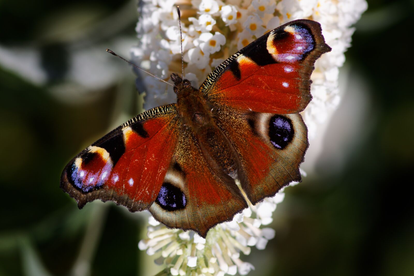 Canon EOS 50D sample photo. Butterfly, close up, nature photography