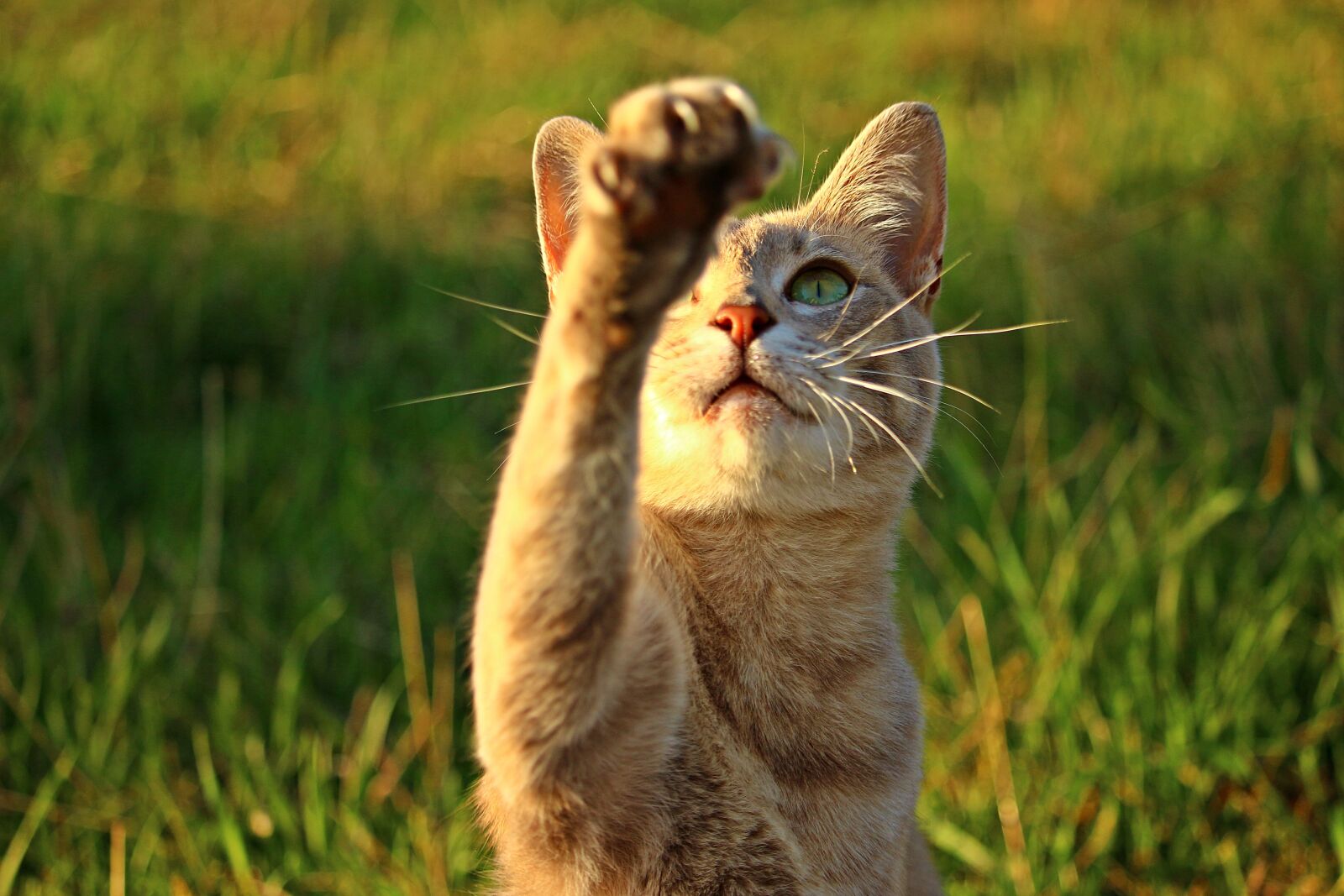 Canon EOS 100D (EOS Rebel SL1 / EOS Kiss X7) sample photo. Cat, kitten, paw photography