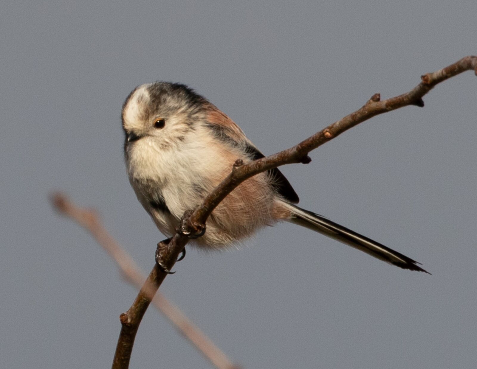 Canon EOS 7D Mark II sample photo. Long tailed tit, pink photography