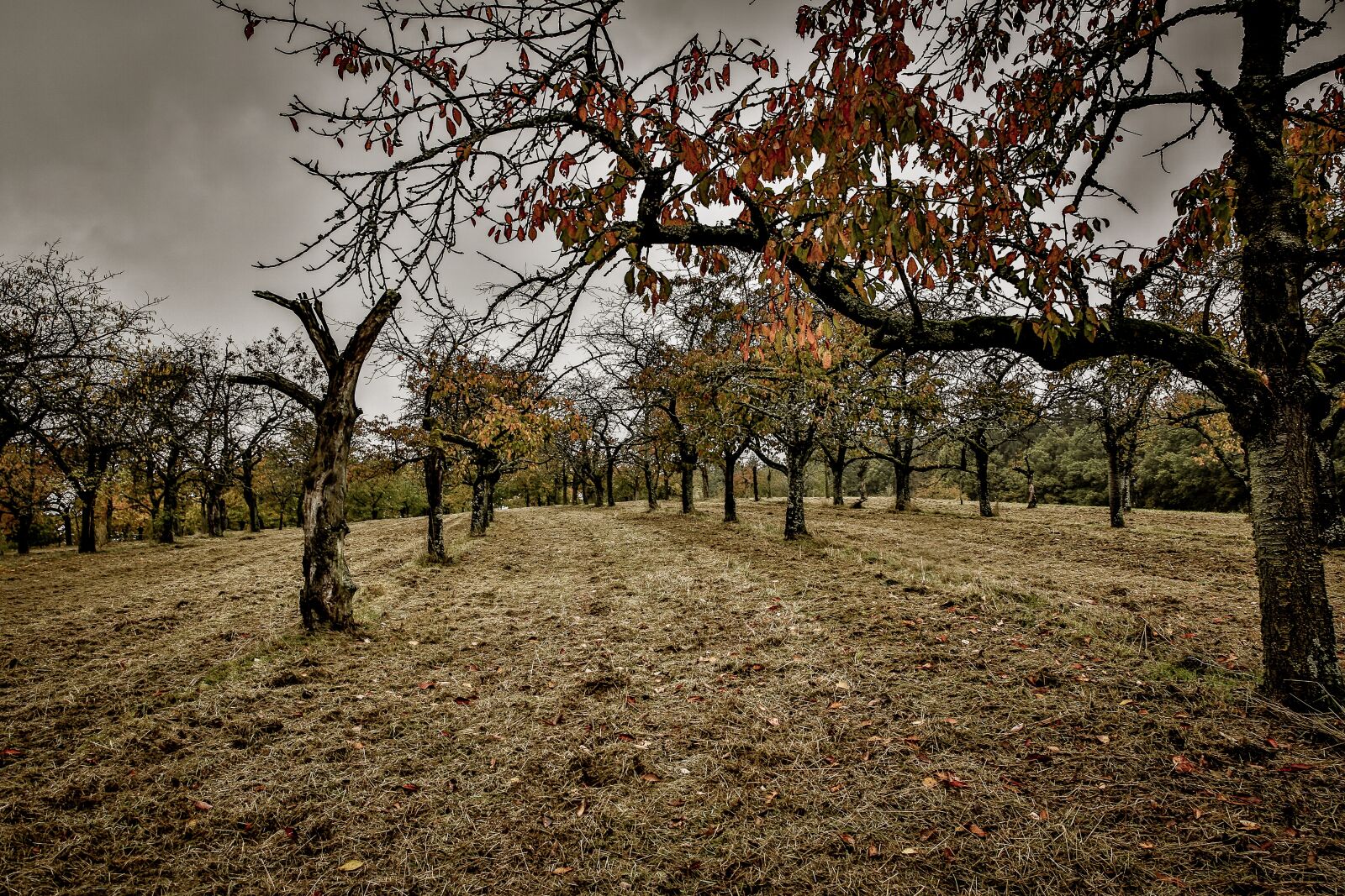 Canon EF 24-70mm F2.8L II USM sample photo. Landscape, nature, forest photography