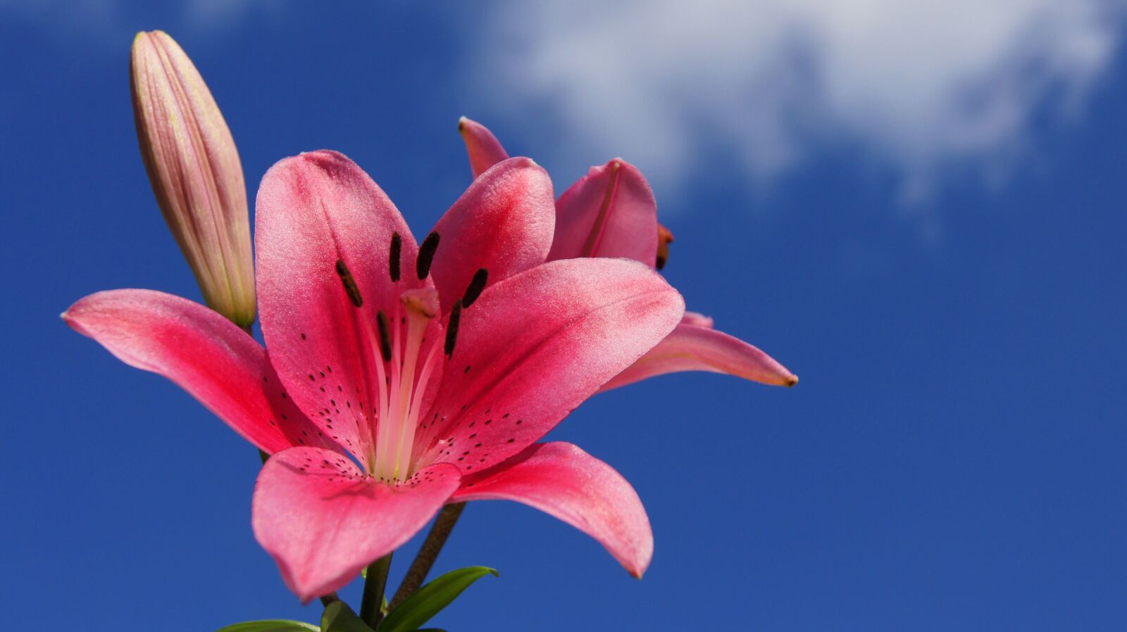 Sony Alpha DSLR-A550 sample photo. Sky, blossom, bloom photography