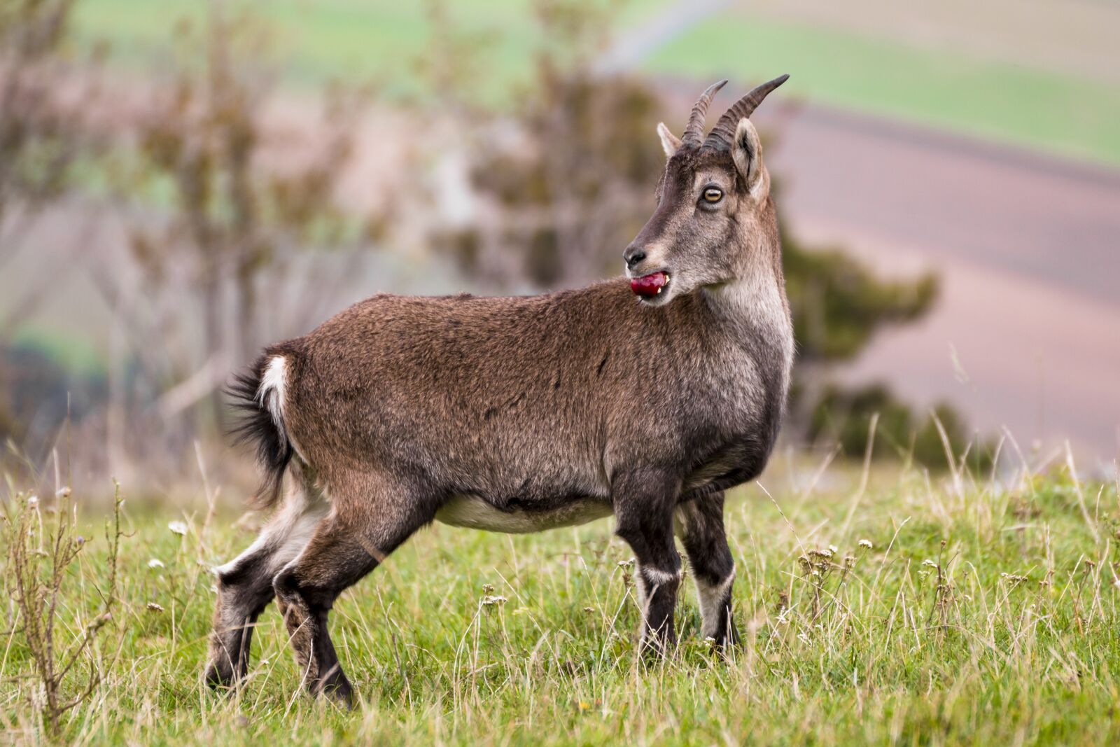Canon EOS 70D sample photo. Capricorn, nature, ibex photography
