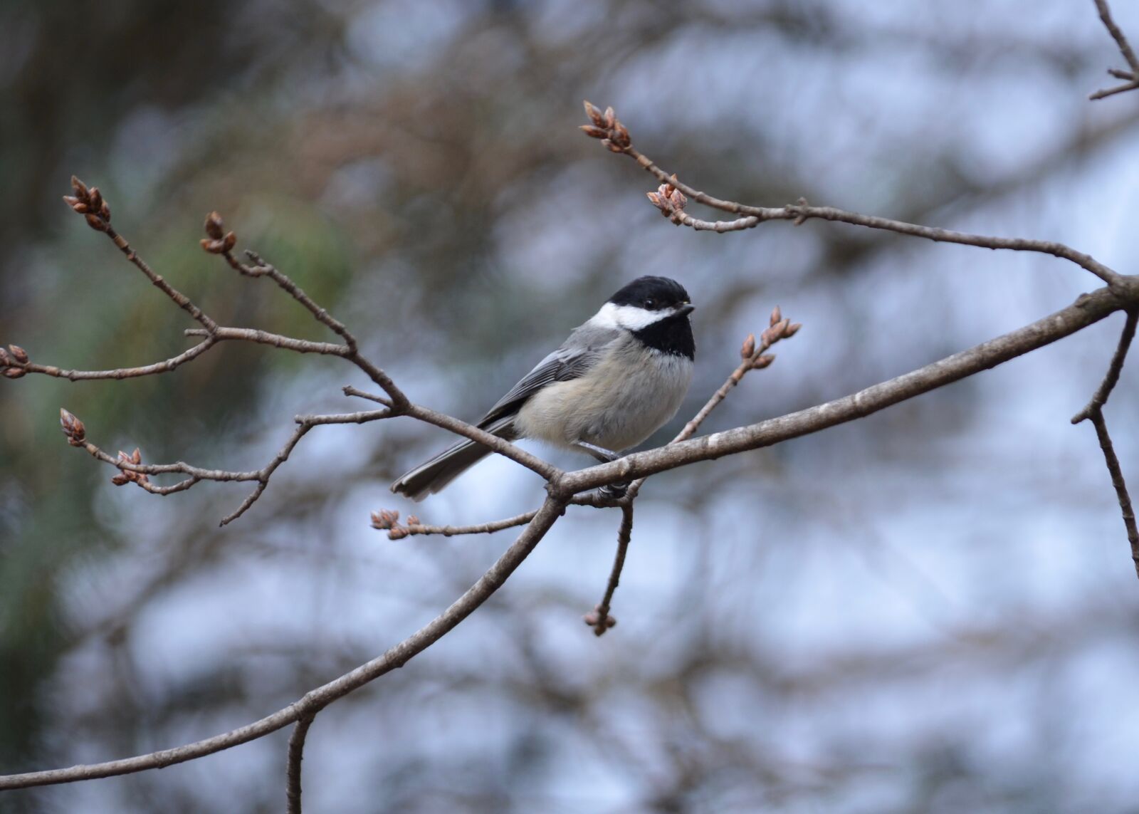 Nikon D5100 sample photo. Black-capped chickadee, chickadee, black-capped photography