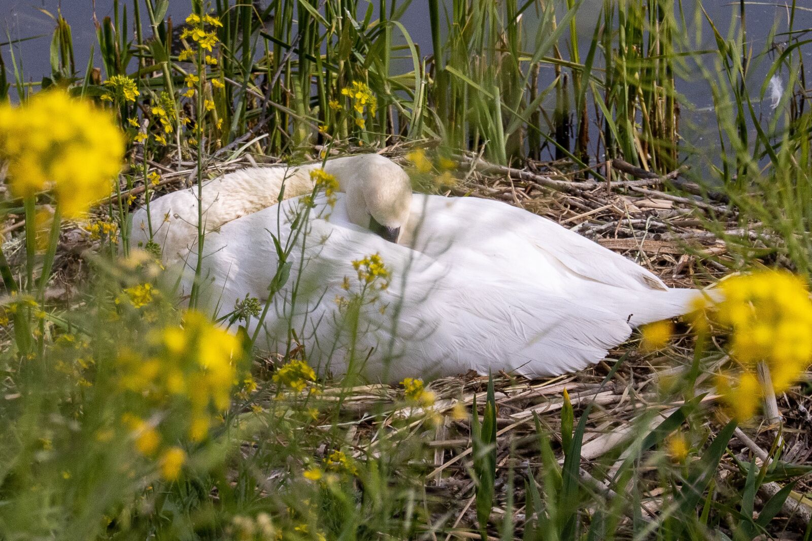 Canon EOS 90D sample photo. Swan, nest, water bird photography