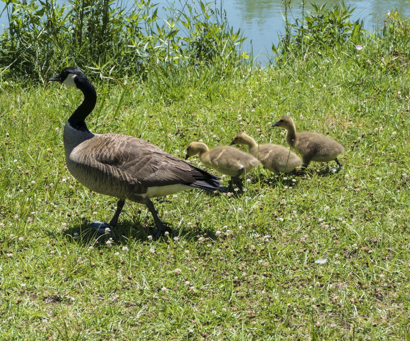 Panasonic Lumix DMC-FZ1000 sample photo. Mama duck, baby ducklings photography