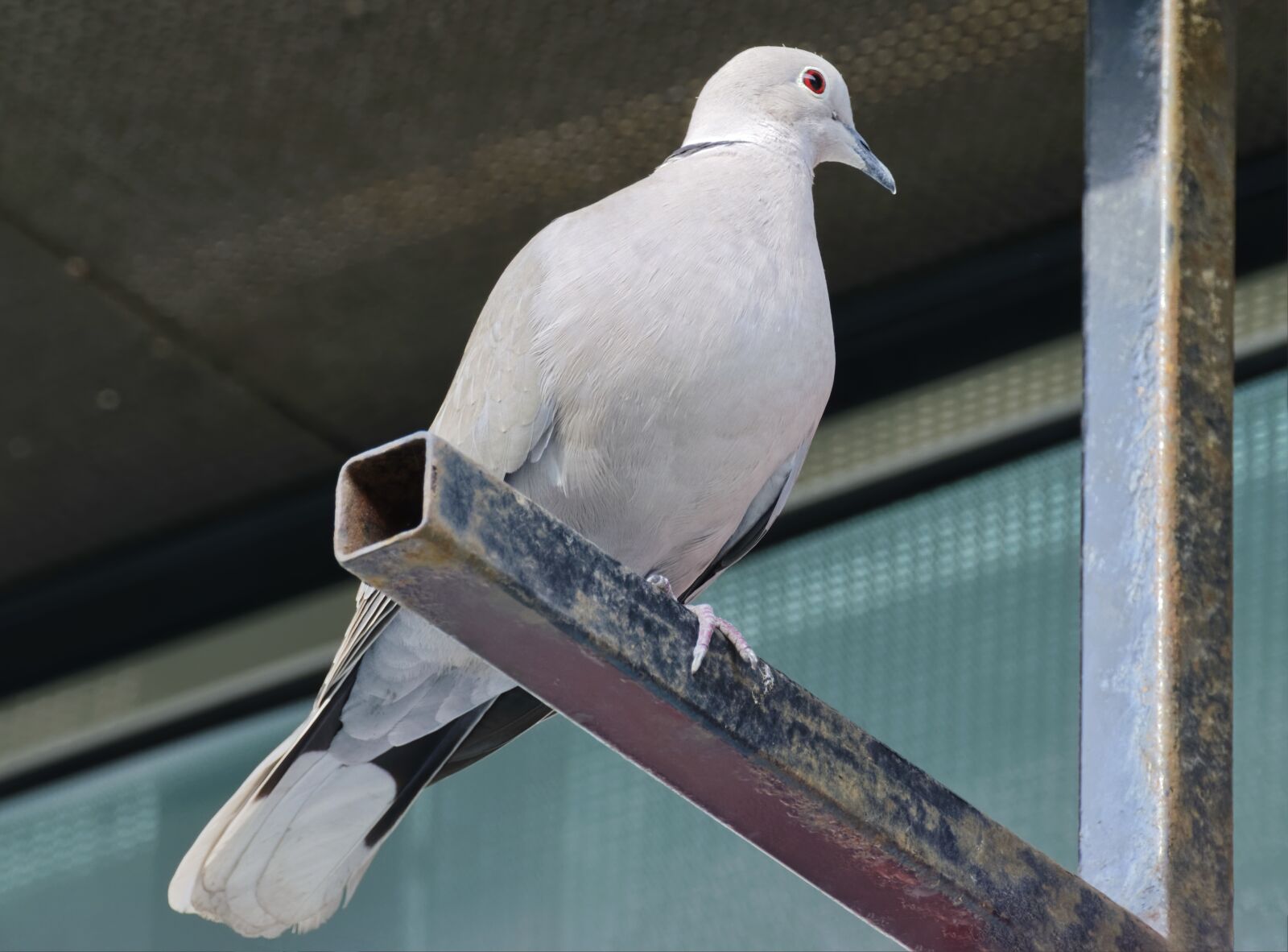 Nikon D5300 sample photo. Bird, pigeon, plumage photography