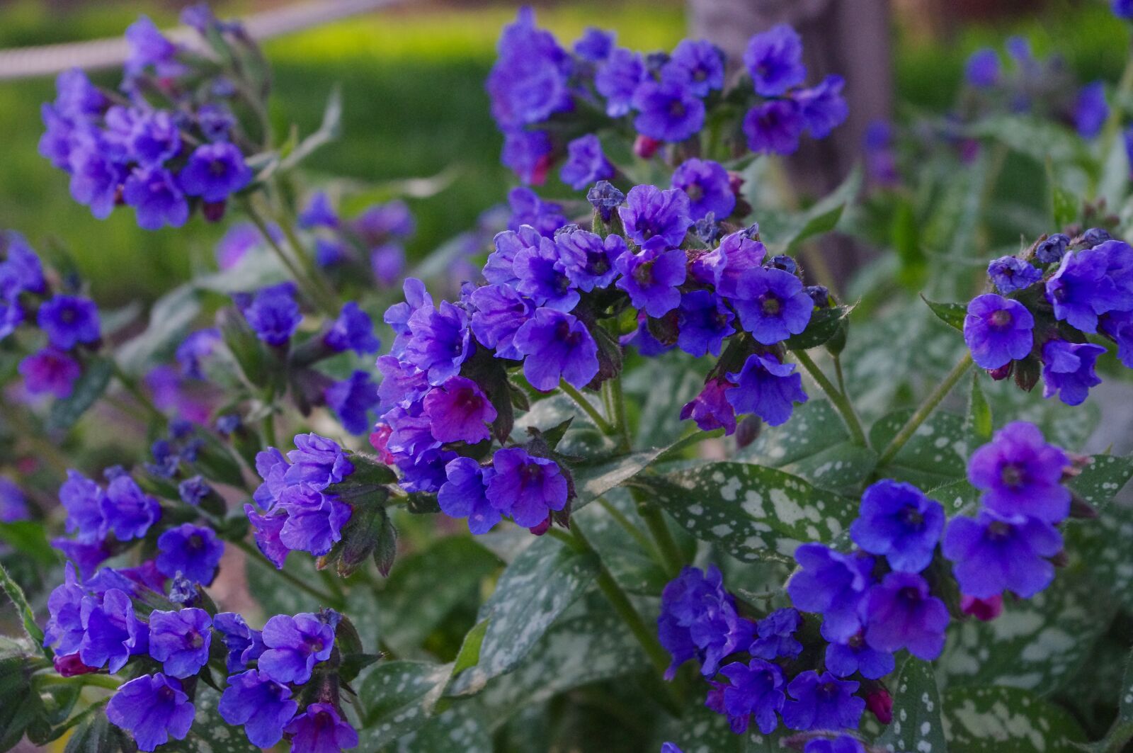 Pentax K-r sample photo. Flowers, purple, small photography