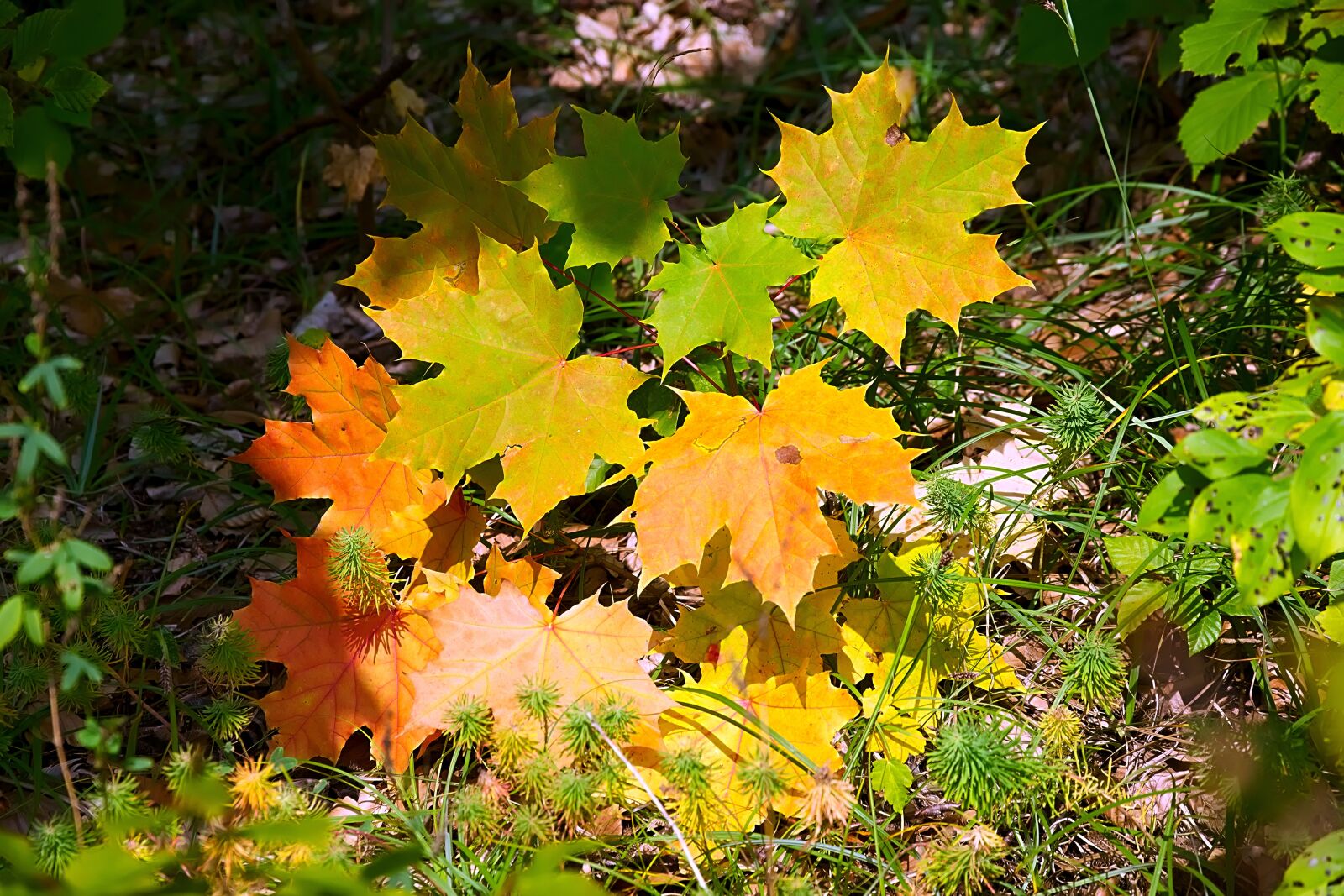 Nikon D3300 sample photo. Leaves, colorful, fall foliage photography