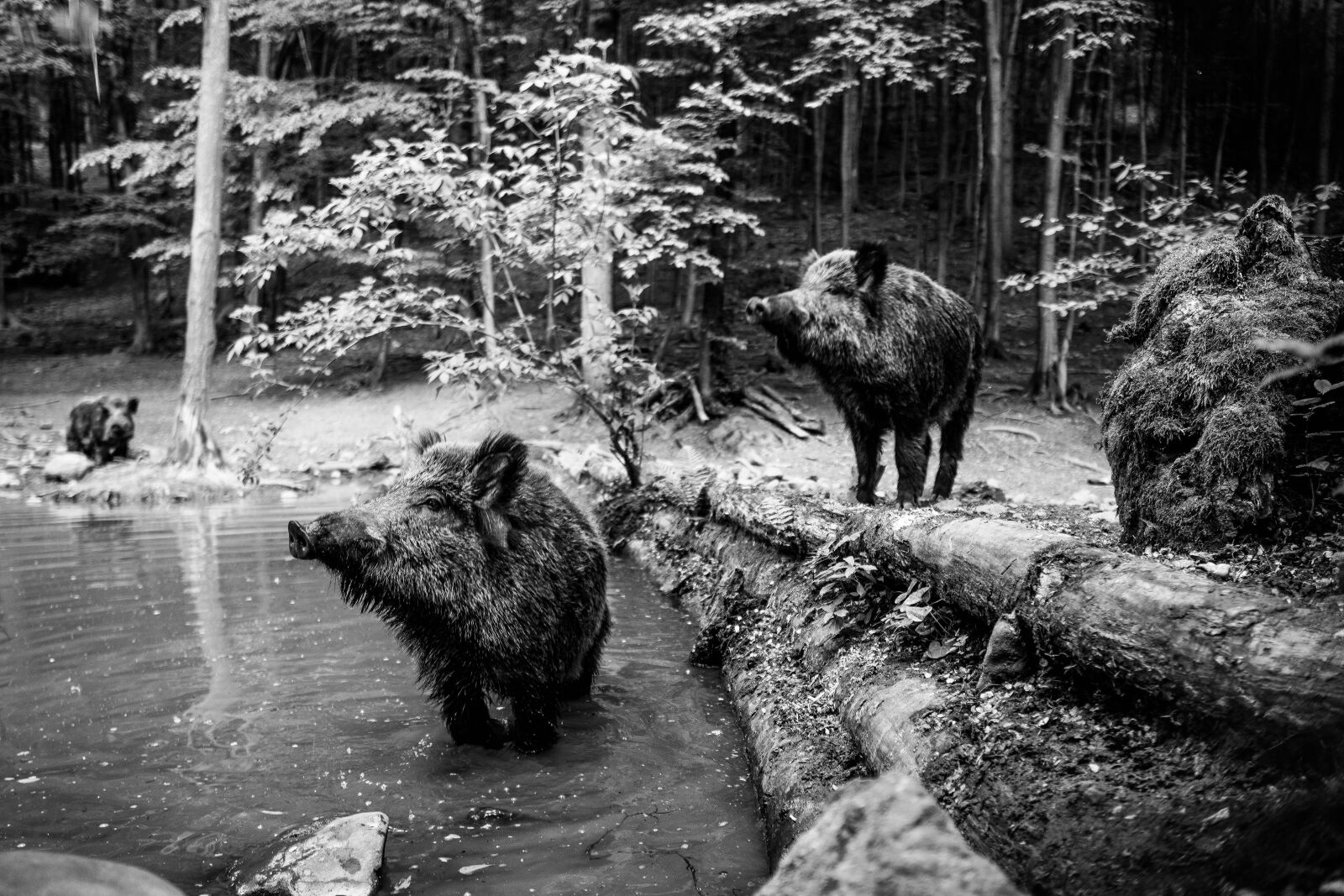 Sony a6400 + Sigma 16mm F1.4 DC DN | C sample photo. Wild boar, pig, sows photography