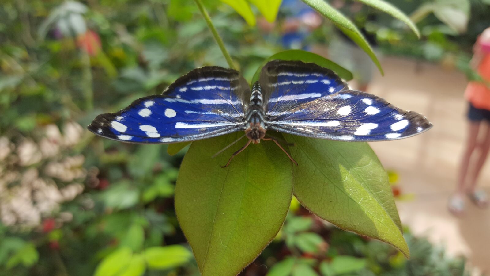 Samsung Galaxy S6 sample photo. Butterfly, nature, green photography