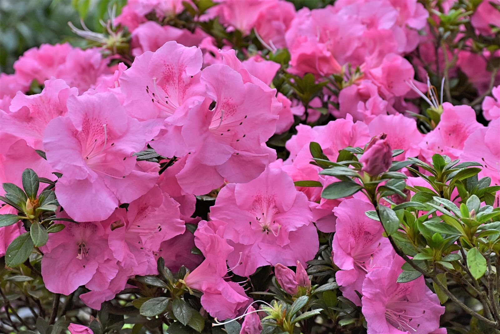 Nikon D7200 sample photo. Rhododendron, rhododendron buds, rhododendron photography