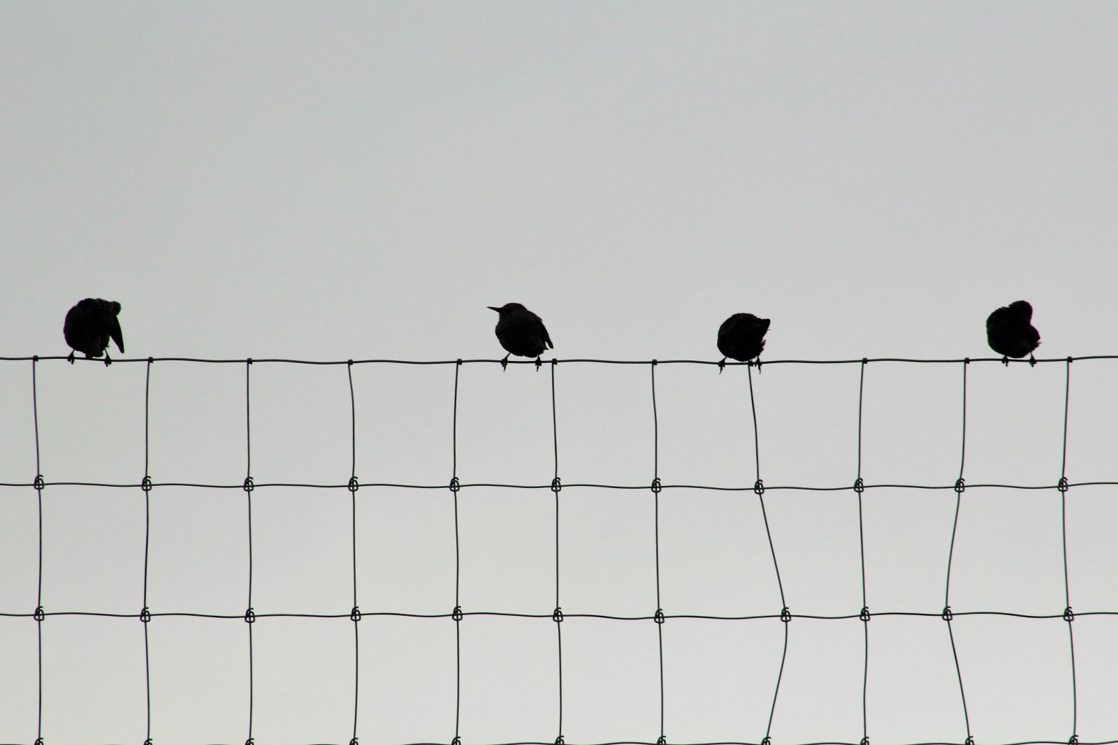Canon EOS 1200D (EOS Rebel T5 / EOS Kiss X70 / EOS Hi) + EF75-300mm f/4-5.6 sample photo. Sparrows, group, fence photography