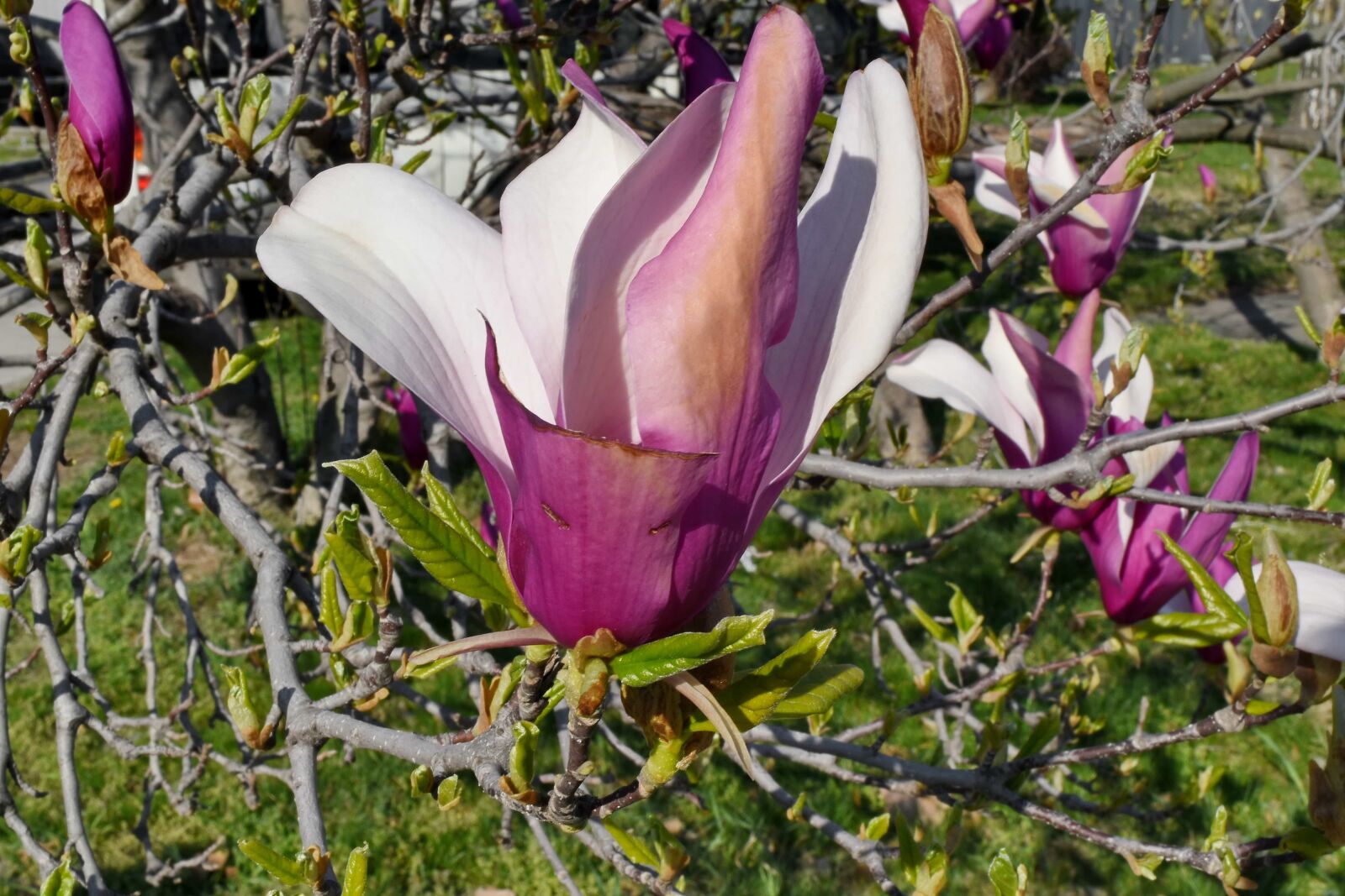 Nikon D5500 sample photo. Tree, flower, magnolia, garden photography
