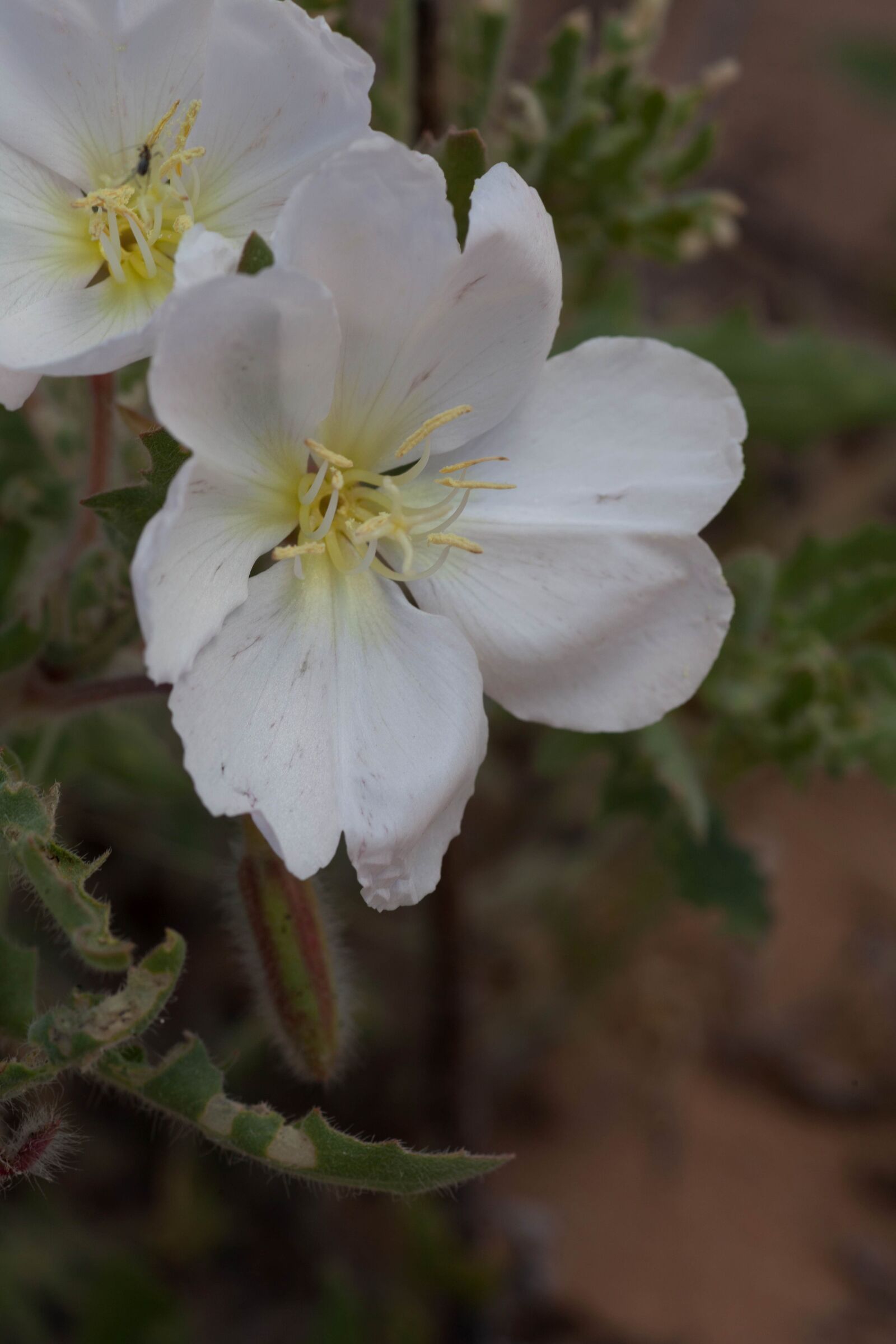 Canon EOS 5D Mark II sample photo. White flower, stem, evening photography