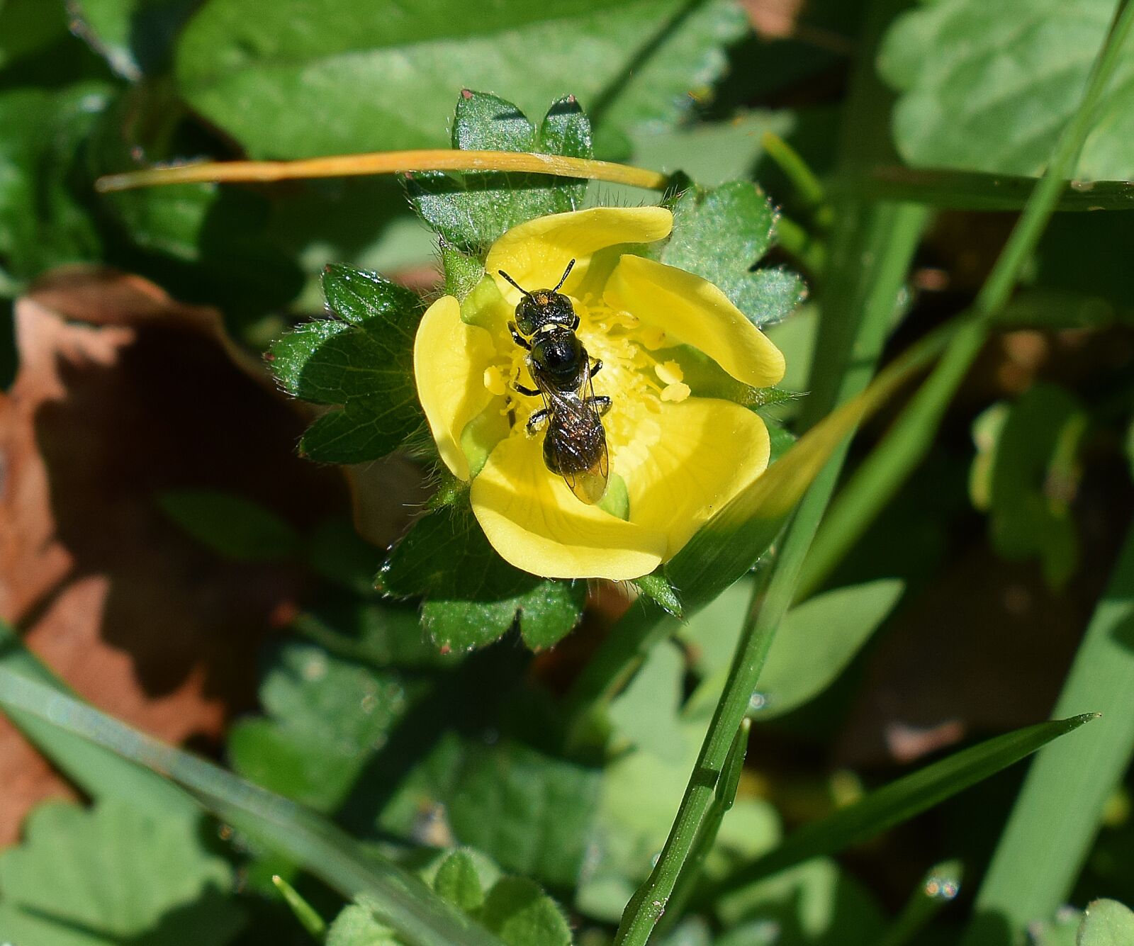 Nikon D3300 sample photo. Wasp in indian strawberry photography