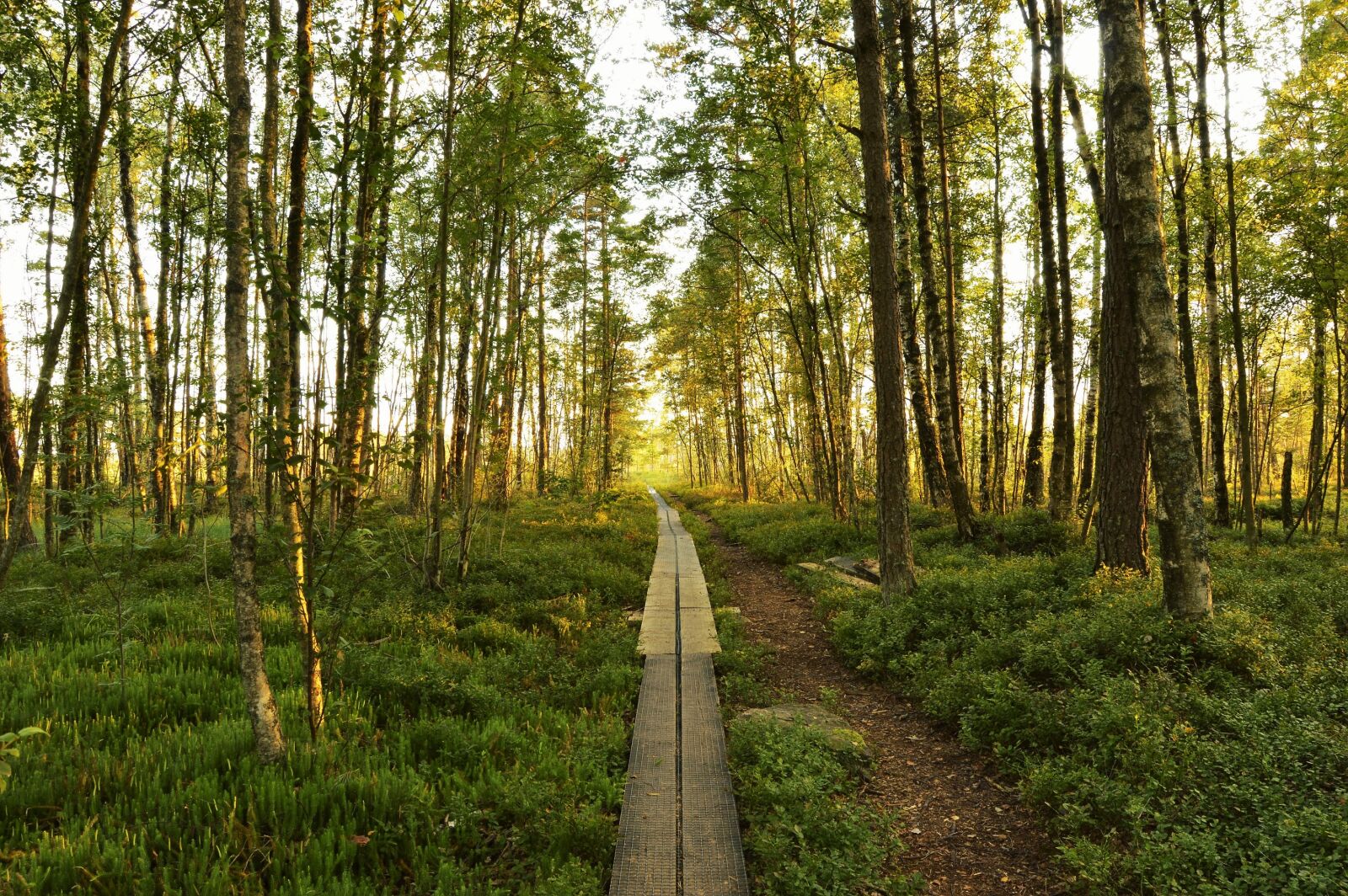 Nikon D3200 sample photo. Forest, green, landscape, nature photography