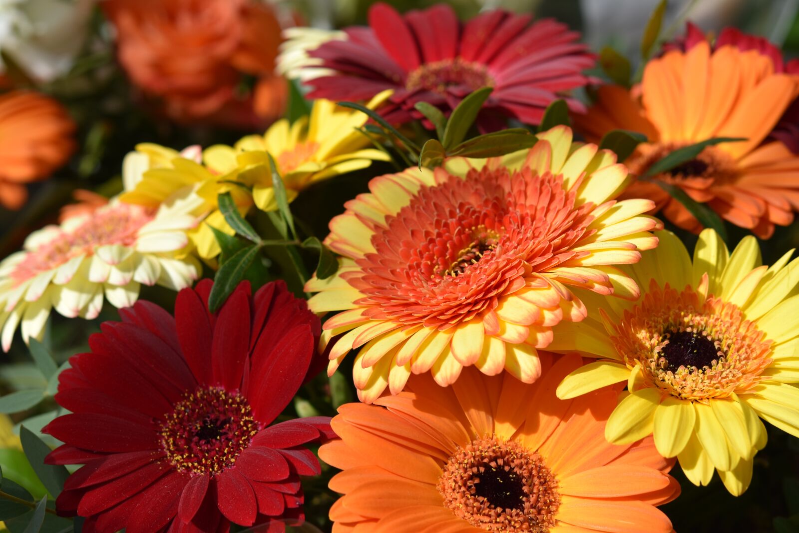 Nikon D5600 sample photo. Flower, flowers, decorative plants photography