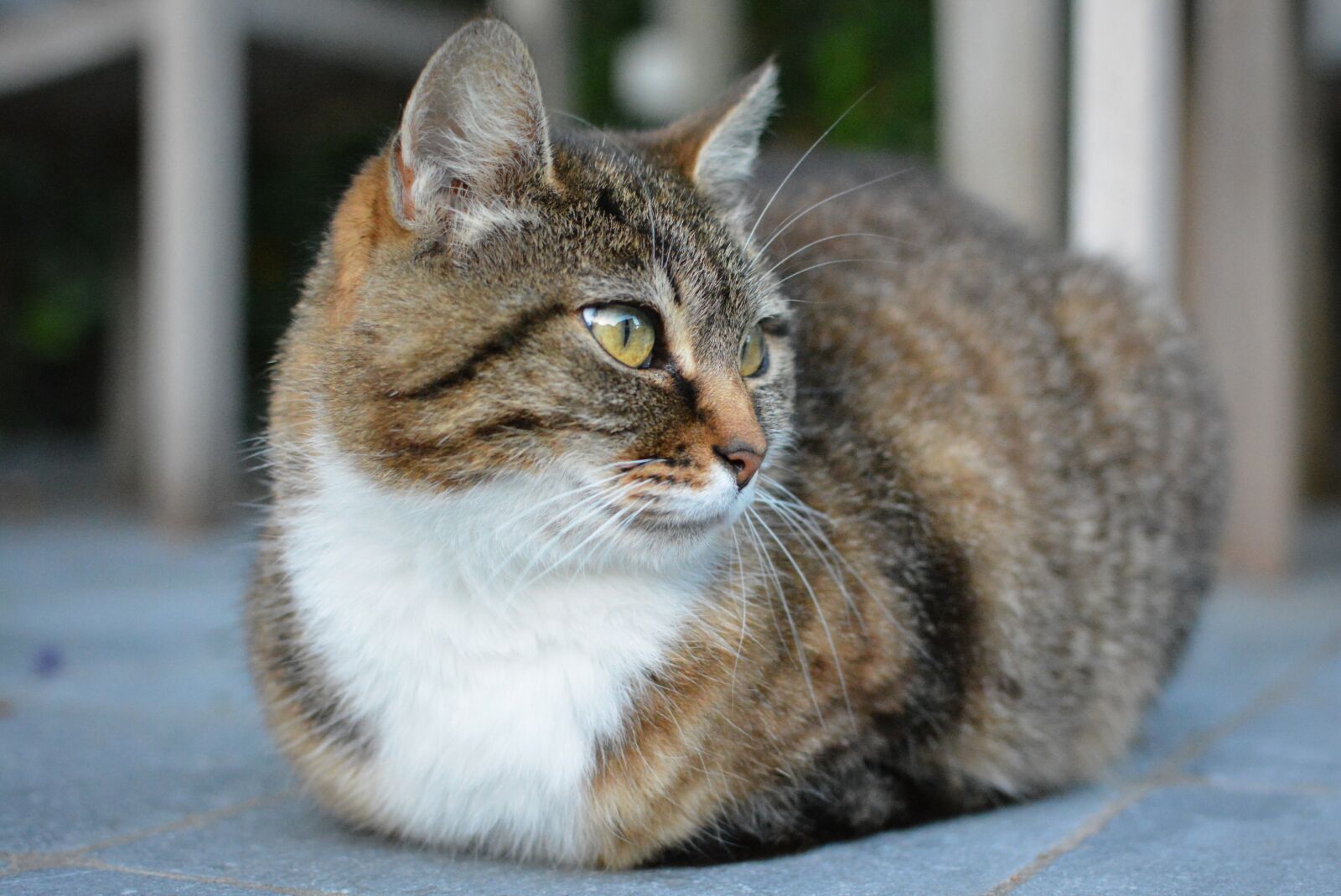 Nikon D5200 sample photo. Cat, animal, cats photography