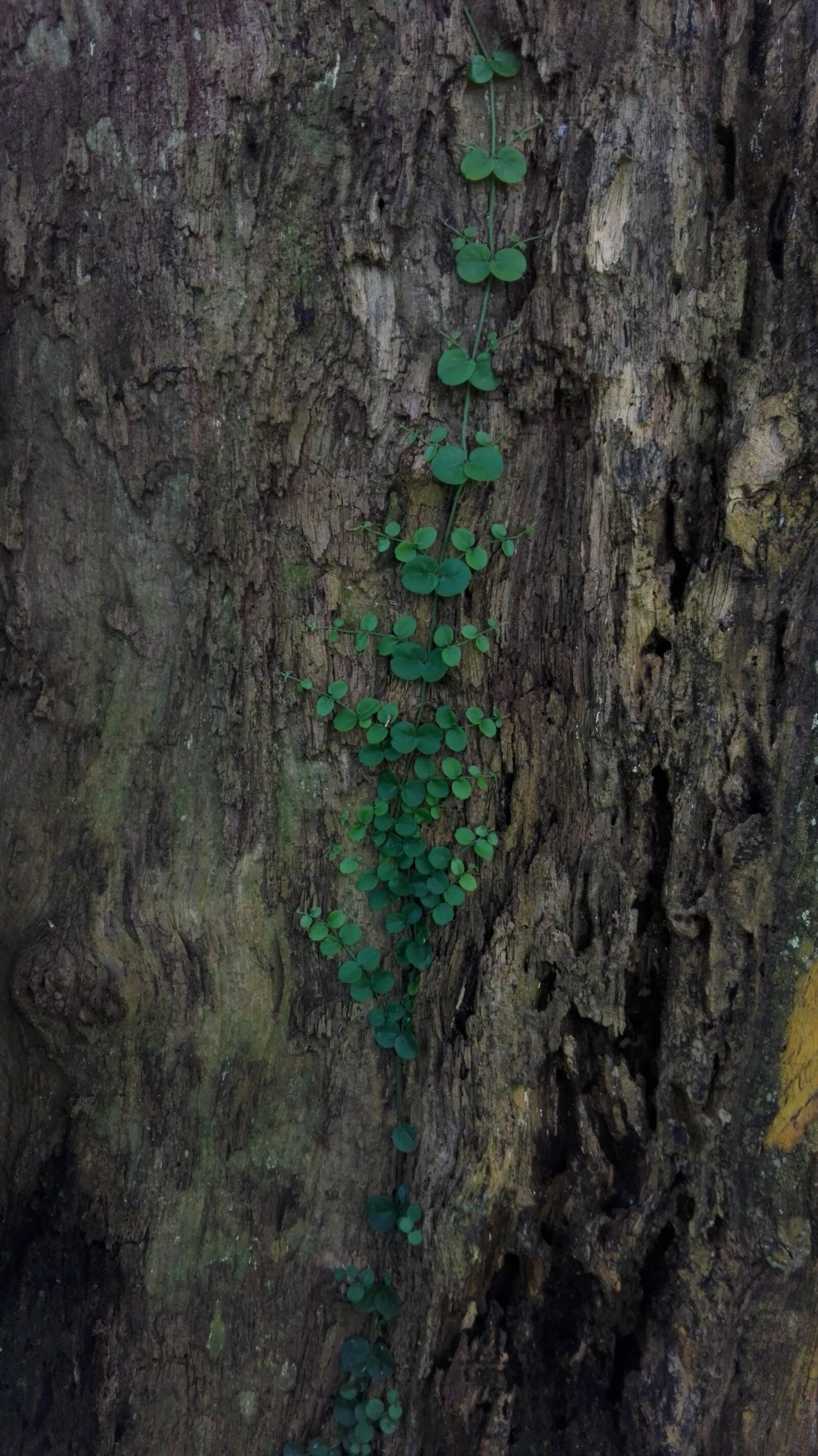 HUAWEI P8 Lite sample photo. Tree, bark, wood photography