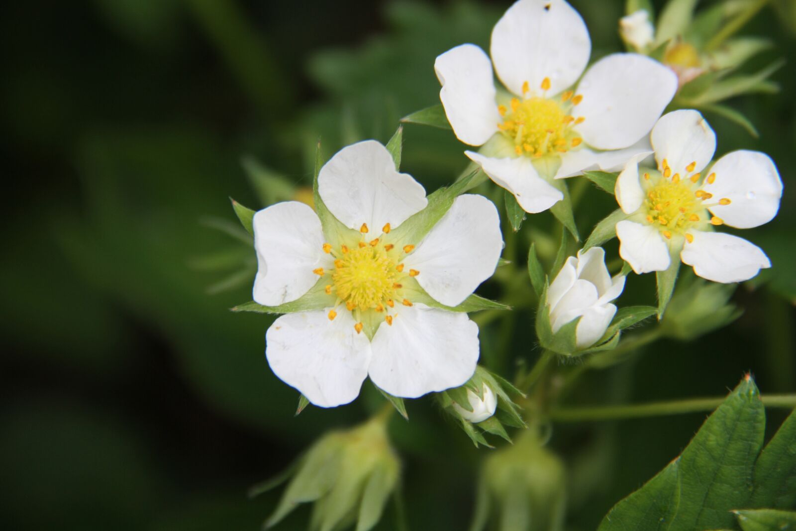 Canon EOS 7D sample photo. Strawberry, flower, plants photography