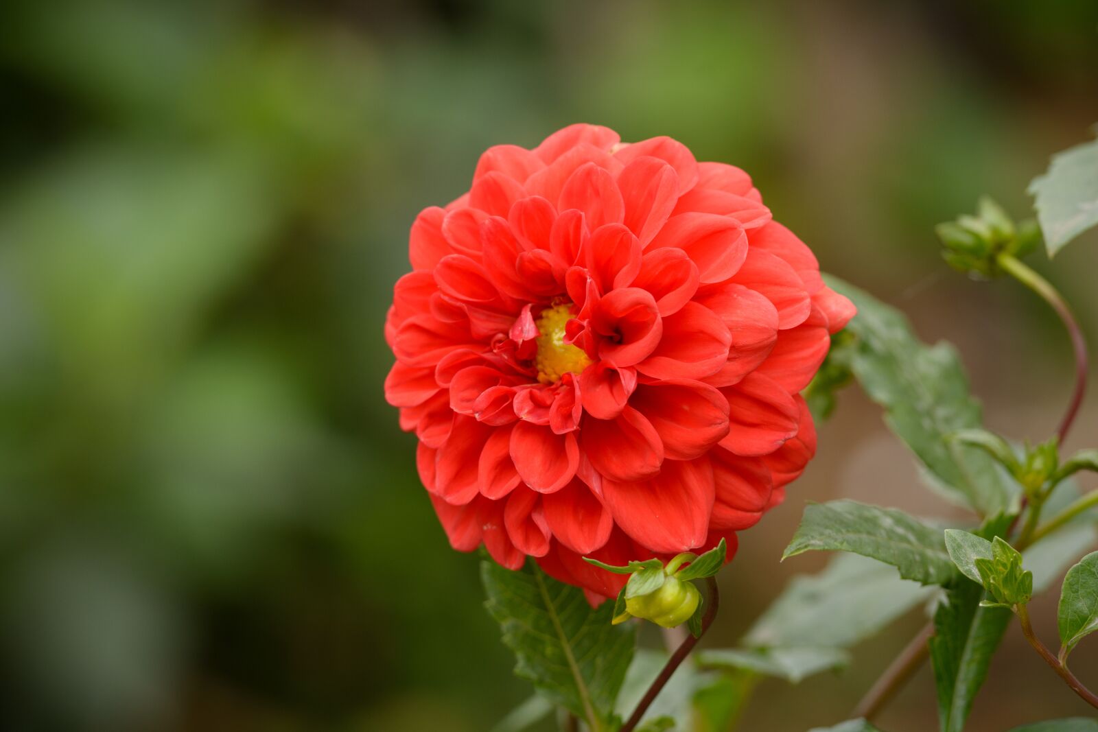 Nikon D7100 sample photo. Flower, red, nature photography