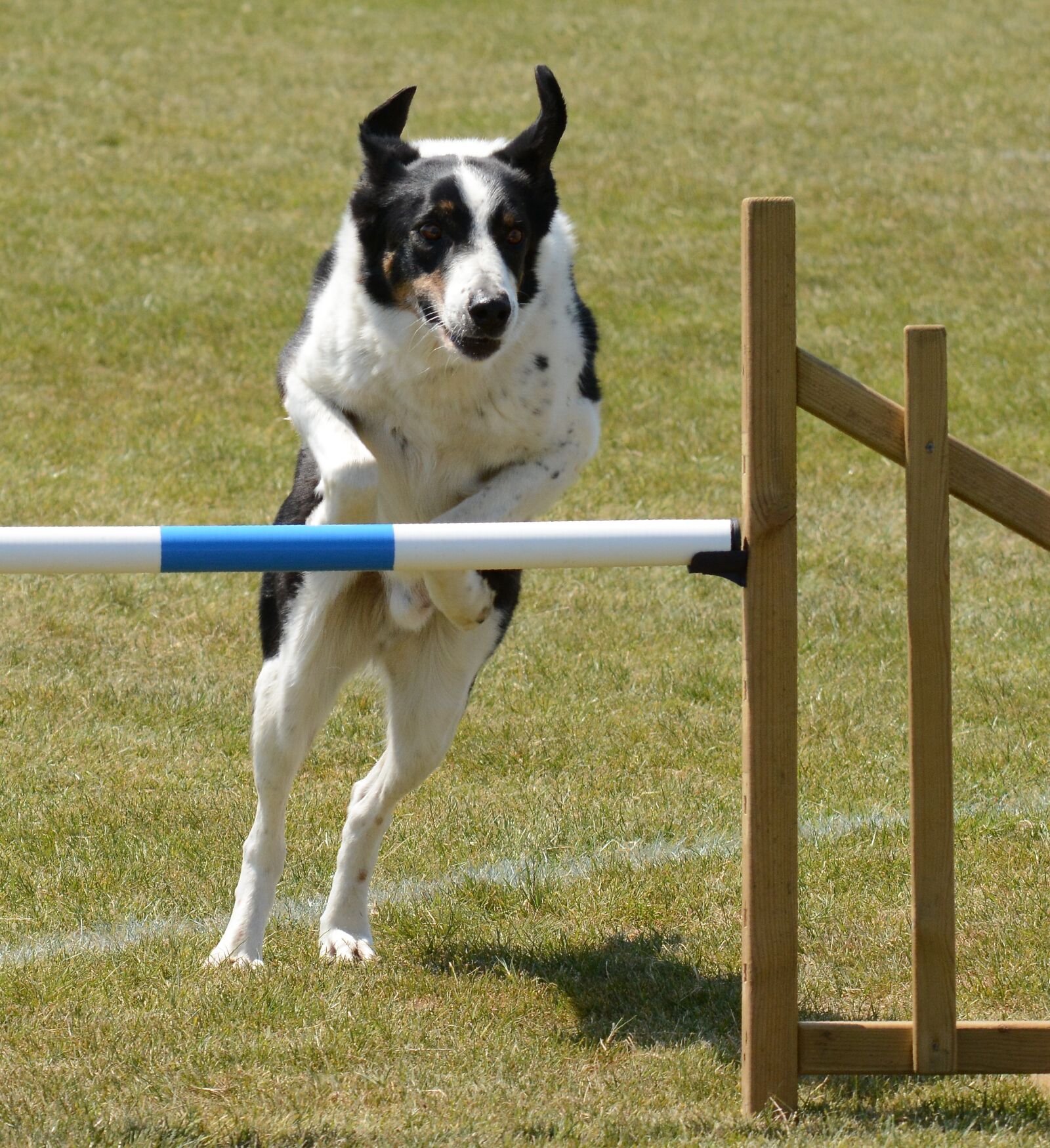 Nikon D7100 sample photo. Dog, agility, fitness photography