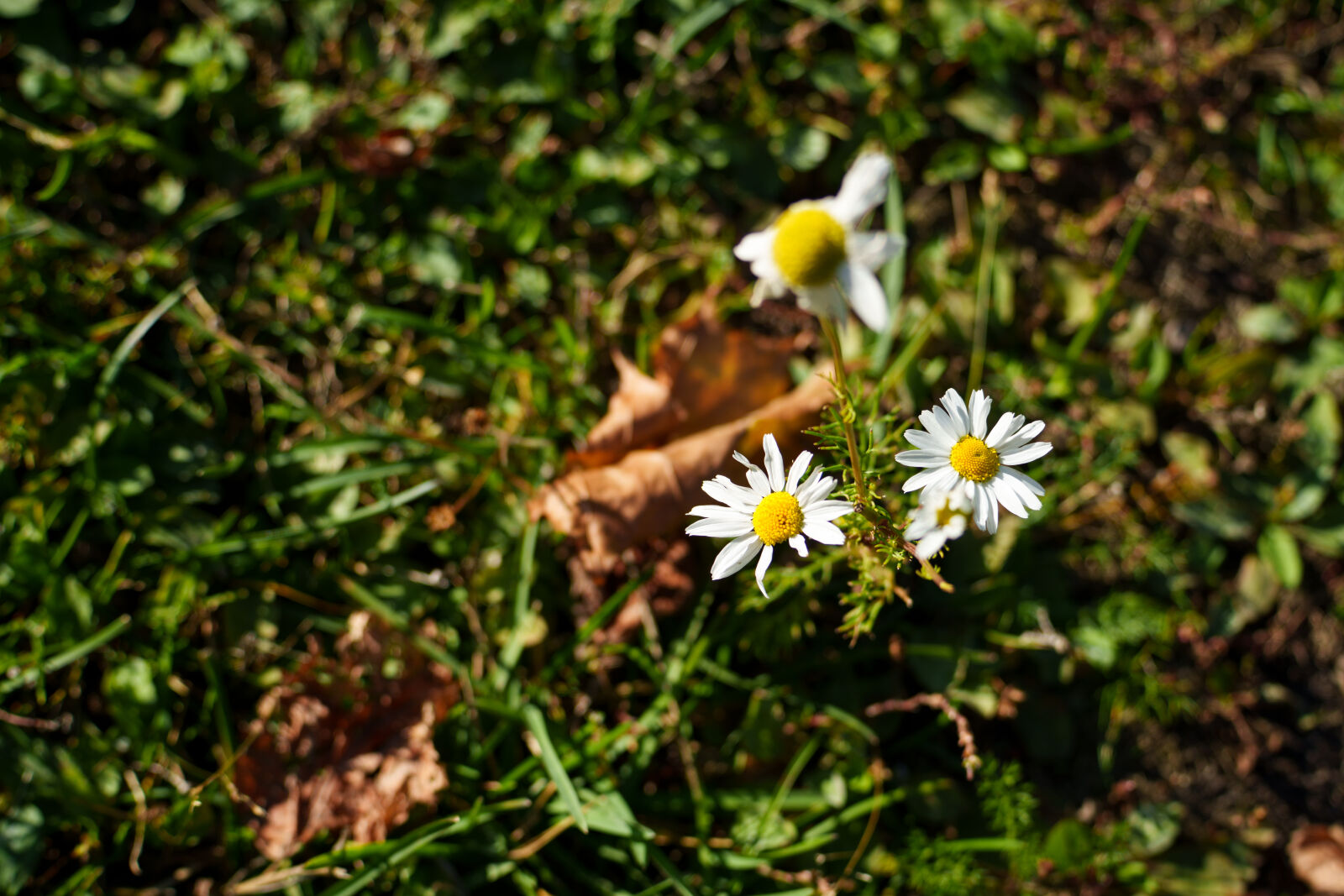 Sony a7R V sample photo. Autumn flowers photography