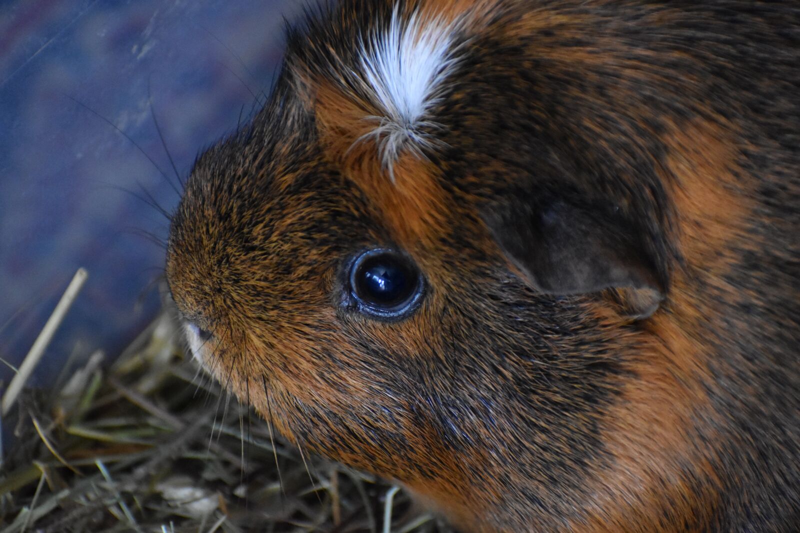 Nikon D3500 sample photo. Guinea pig, animal, pet photography