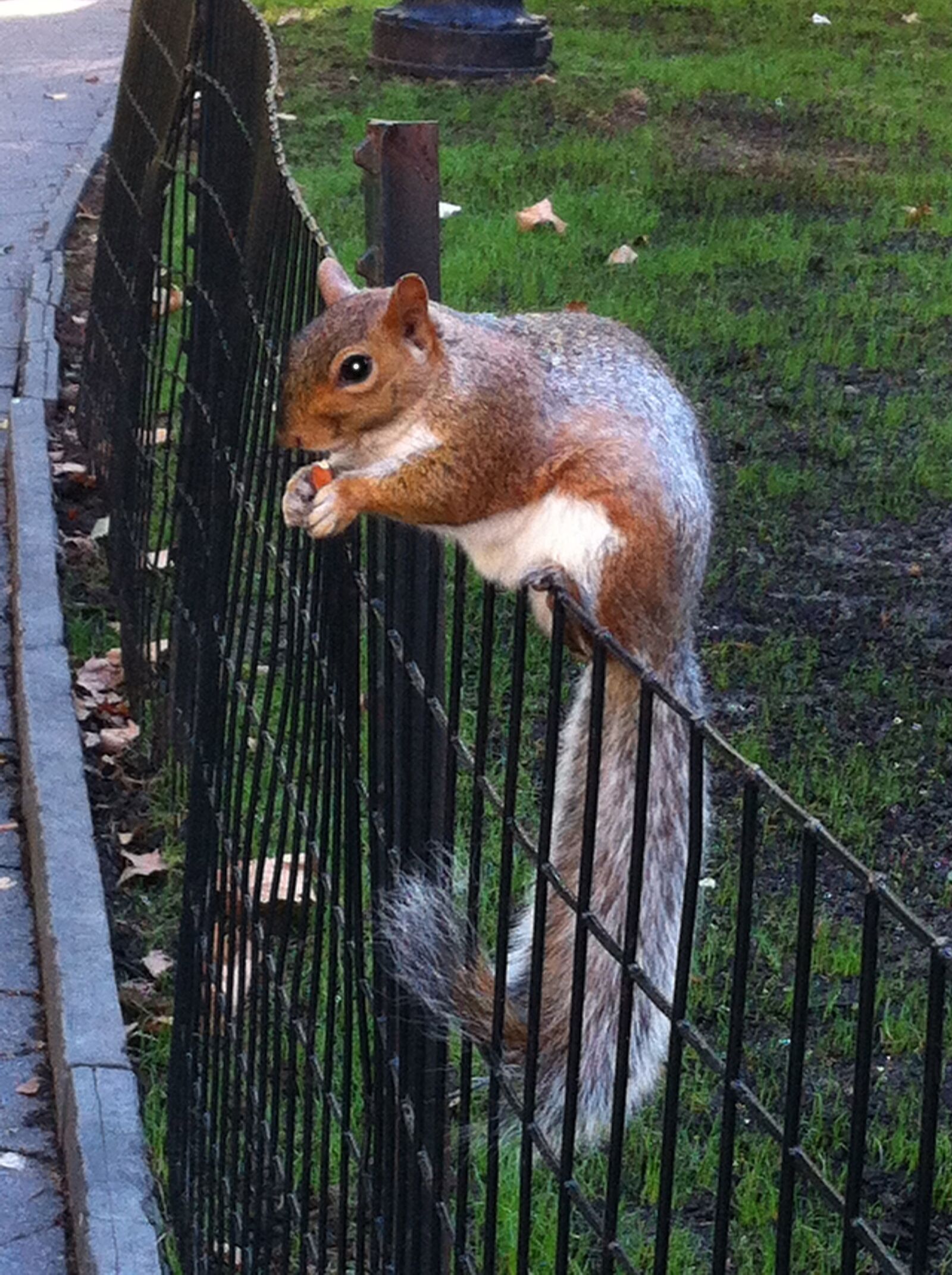 iPhone 4 back camera 3.85mm f/2.8 sample photo. Squirrel, nature, animals photography