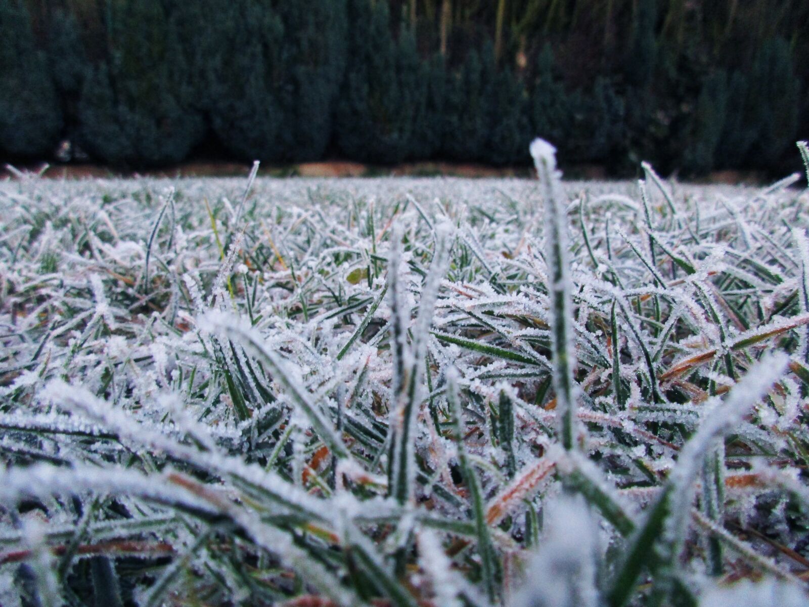 Canon PowerShot ELPH 170 IS (IXUS 170 / IXY 170) sample photo. Snow meadow, frost, winter photography