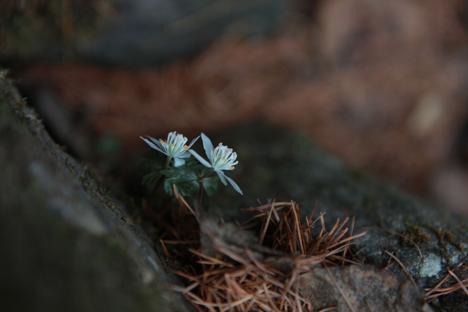 Canon EOS 5D Mark II sample photo. You also wind flower photography