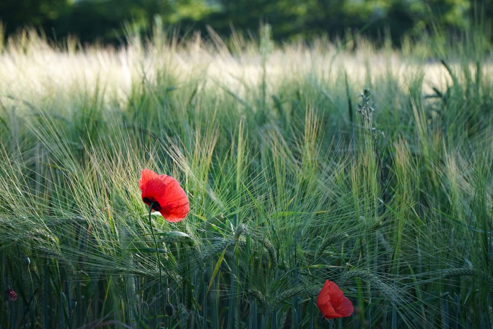 Sony a7 II sample photo. Poppy, red, cereals photography