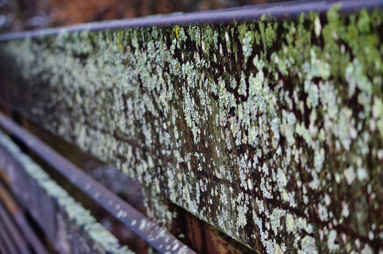 Nikon D5100 sample photo. Moss, abstract, green photography