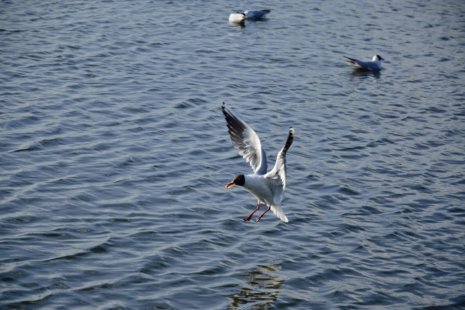 Nikon D3300 sample photo. Air, animal, background, bird photography